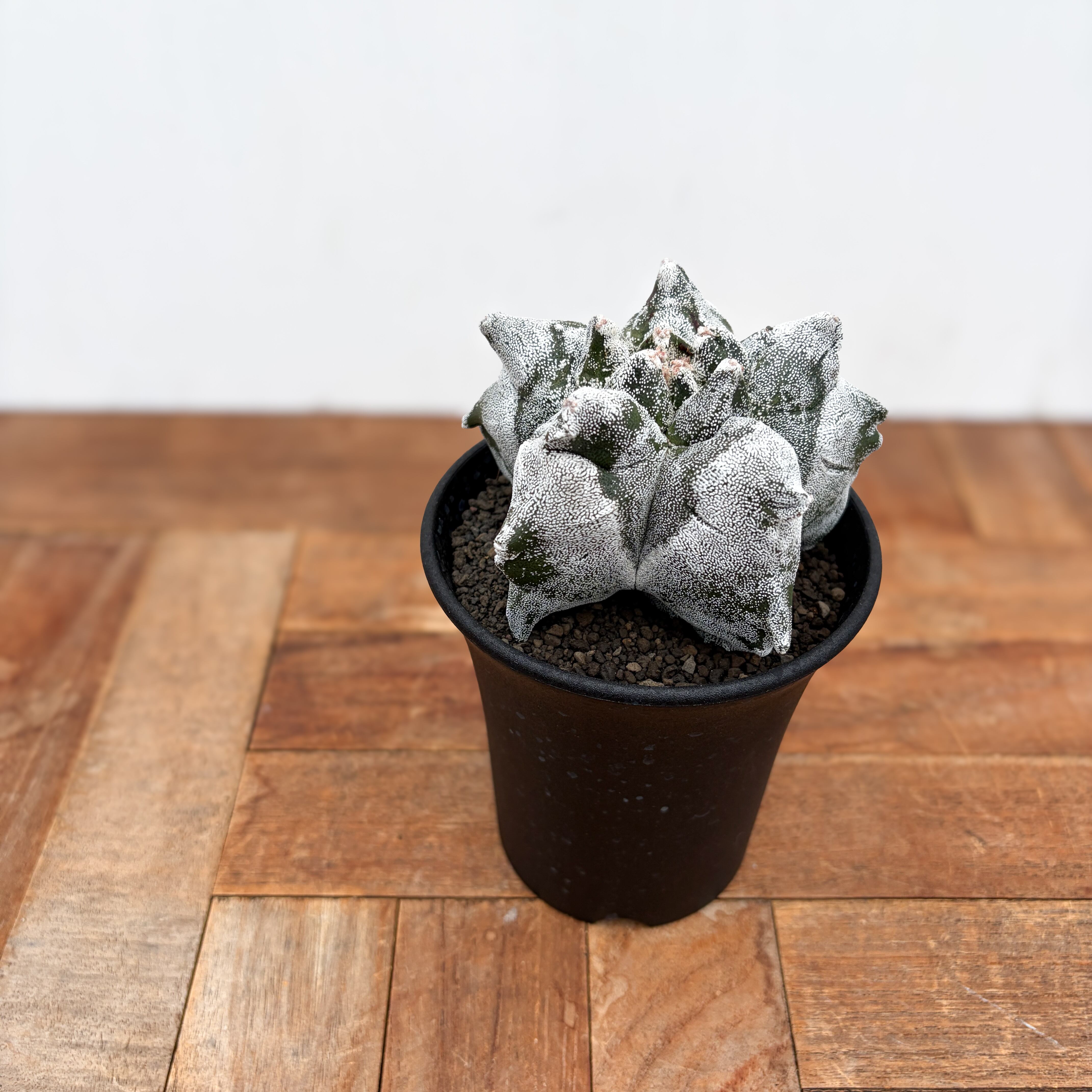 Astrophytum myriostigma【アストロフィツム・亀甲ランポー】 | RIMO'S