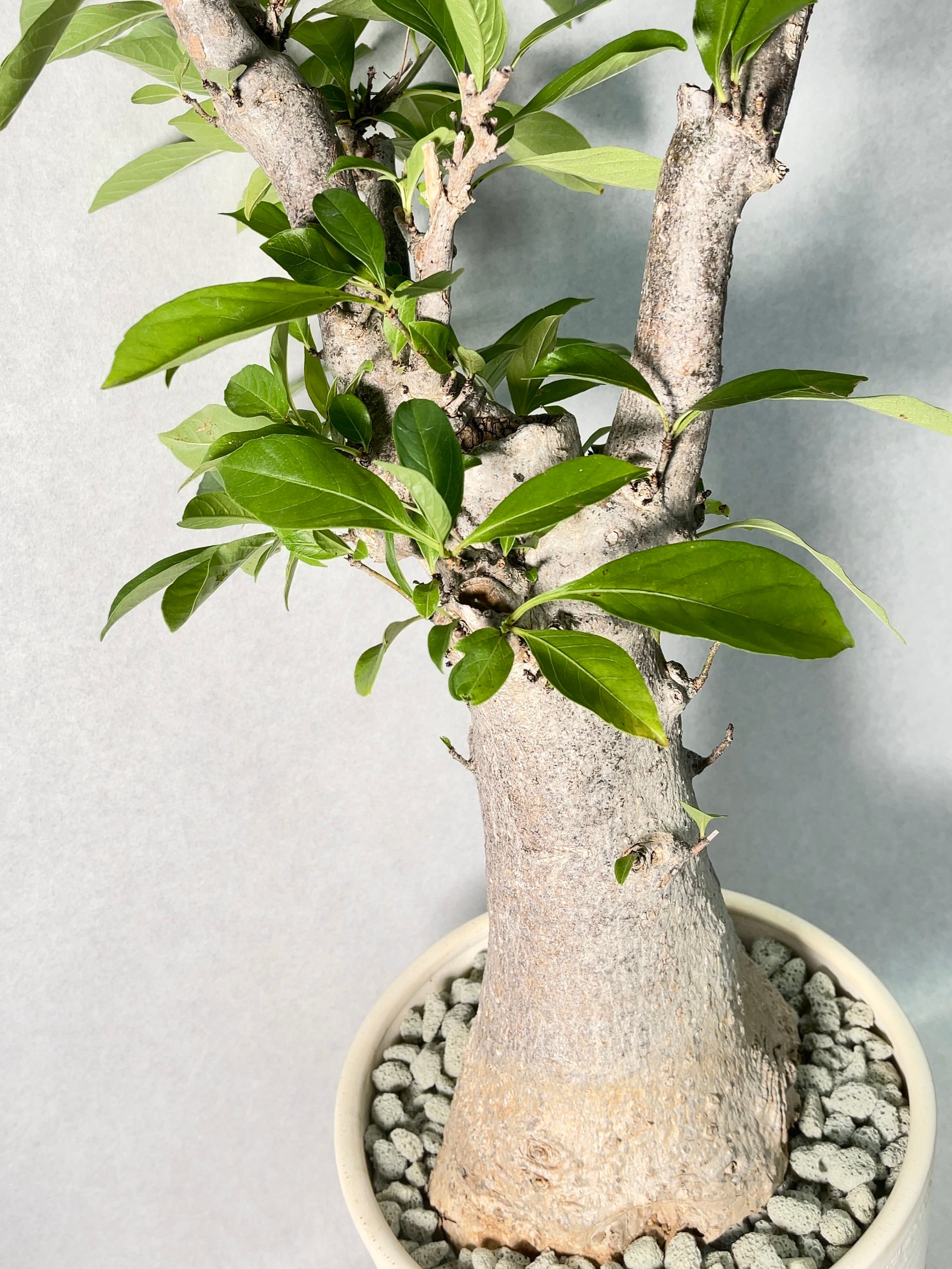 アダンソニア・ディギタータ(バオバブ) | trigger