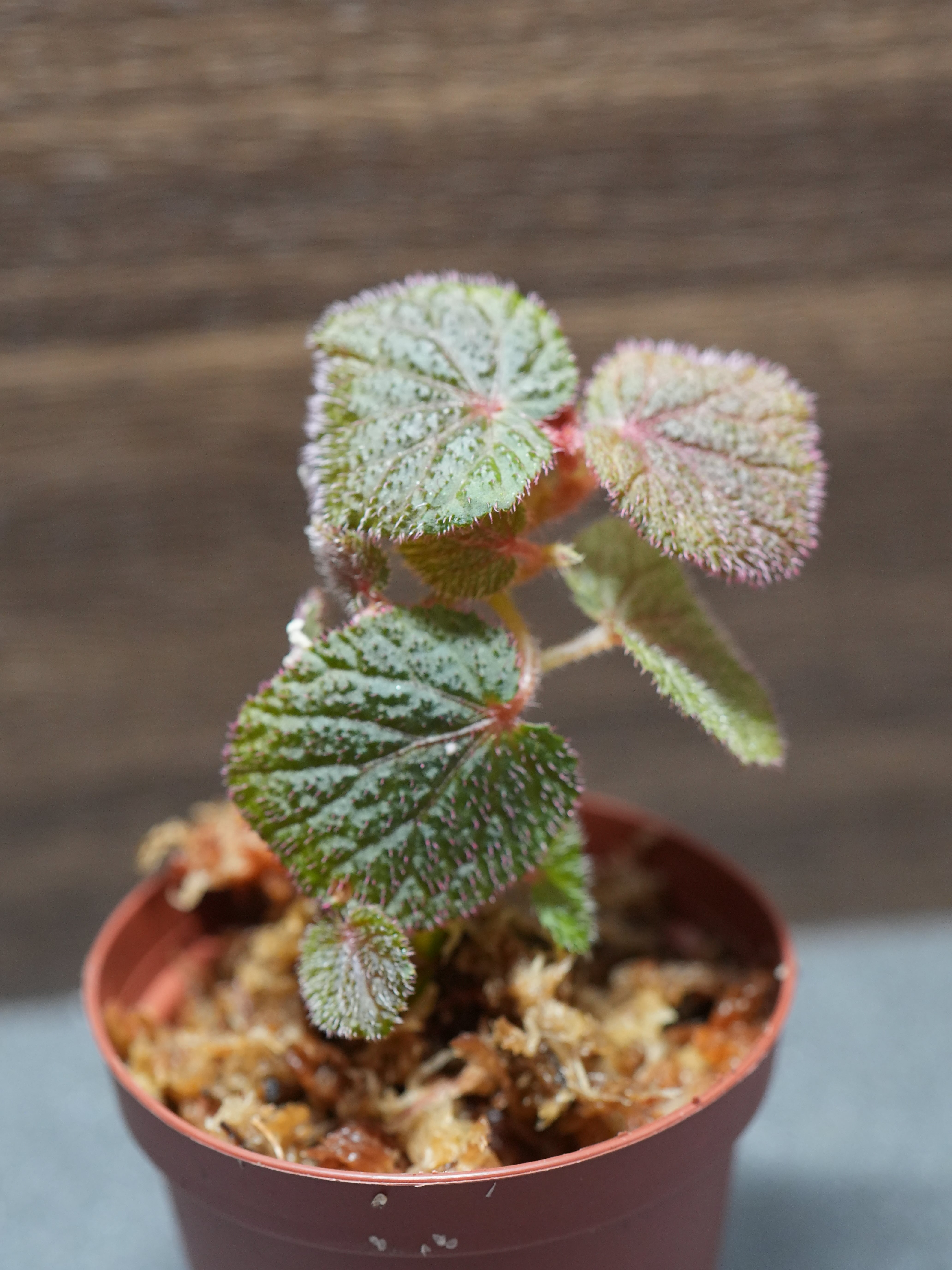 SCALE_VIVARIUM | 蝉ノナキガラ