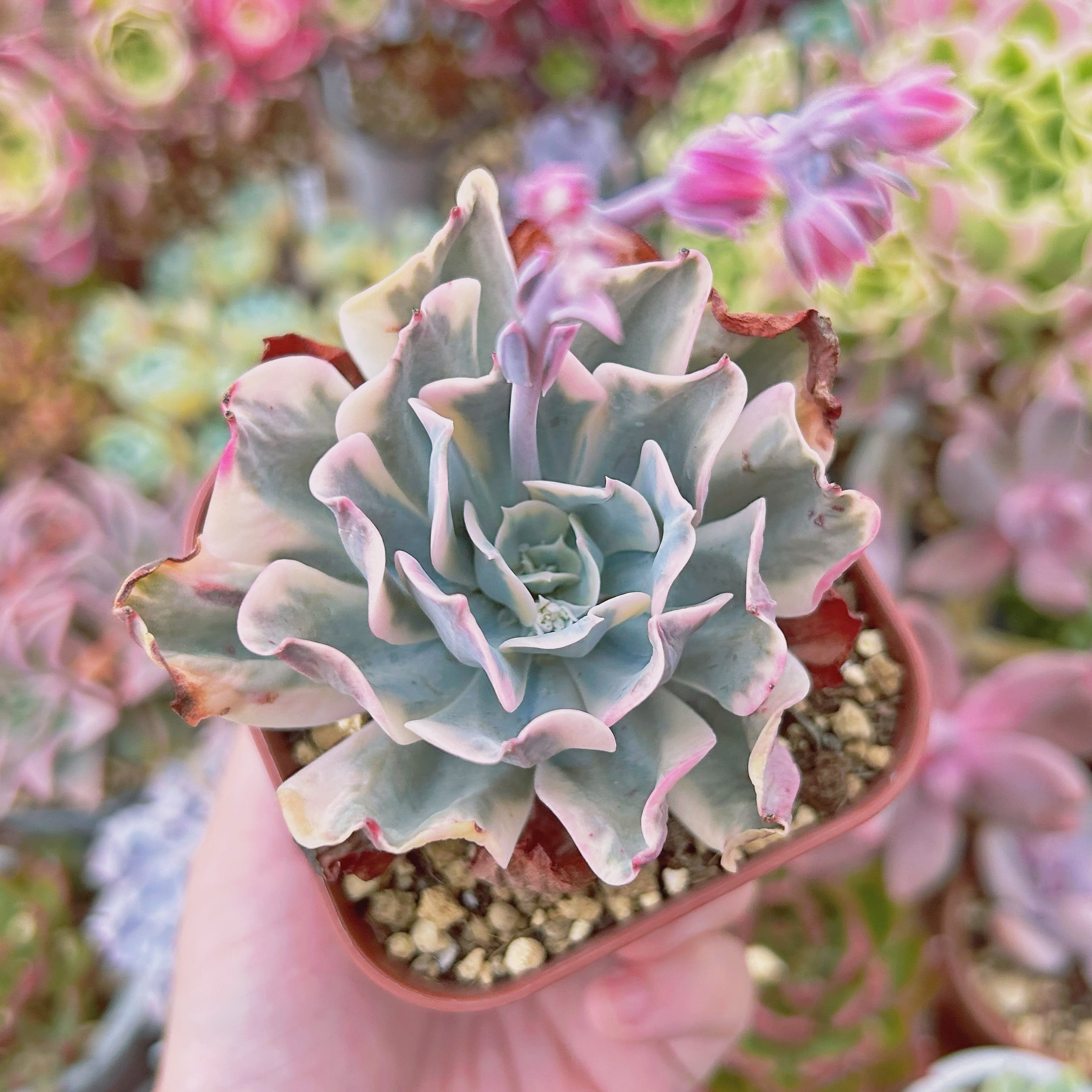 #838現物　多肉植物　七福神錦　特大　抜き苗