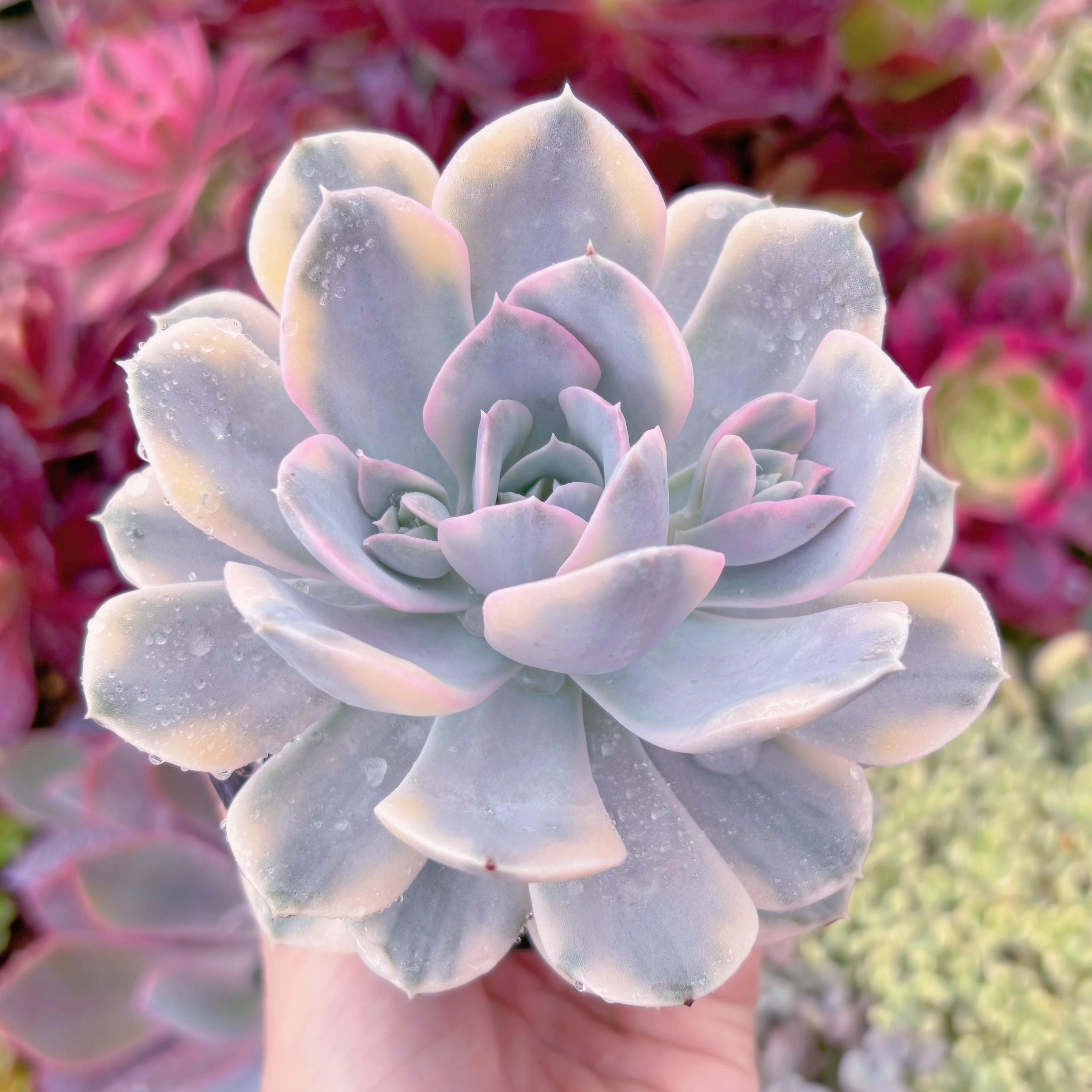 現品　ルヨンニー錦#638　るる農園