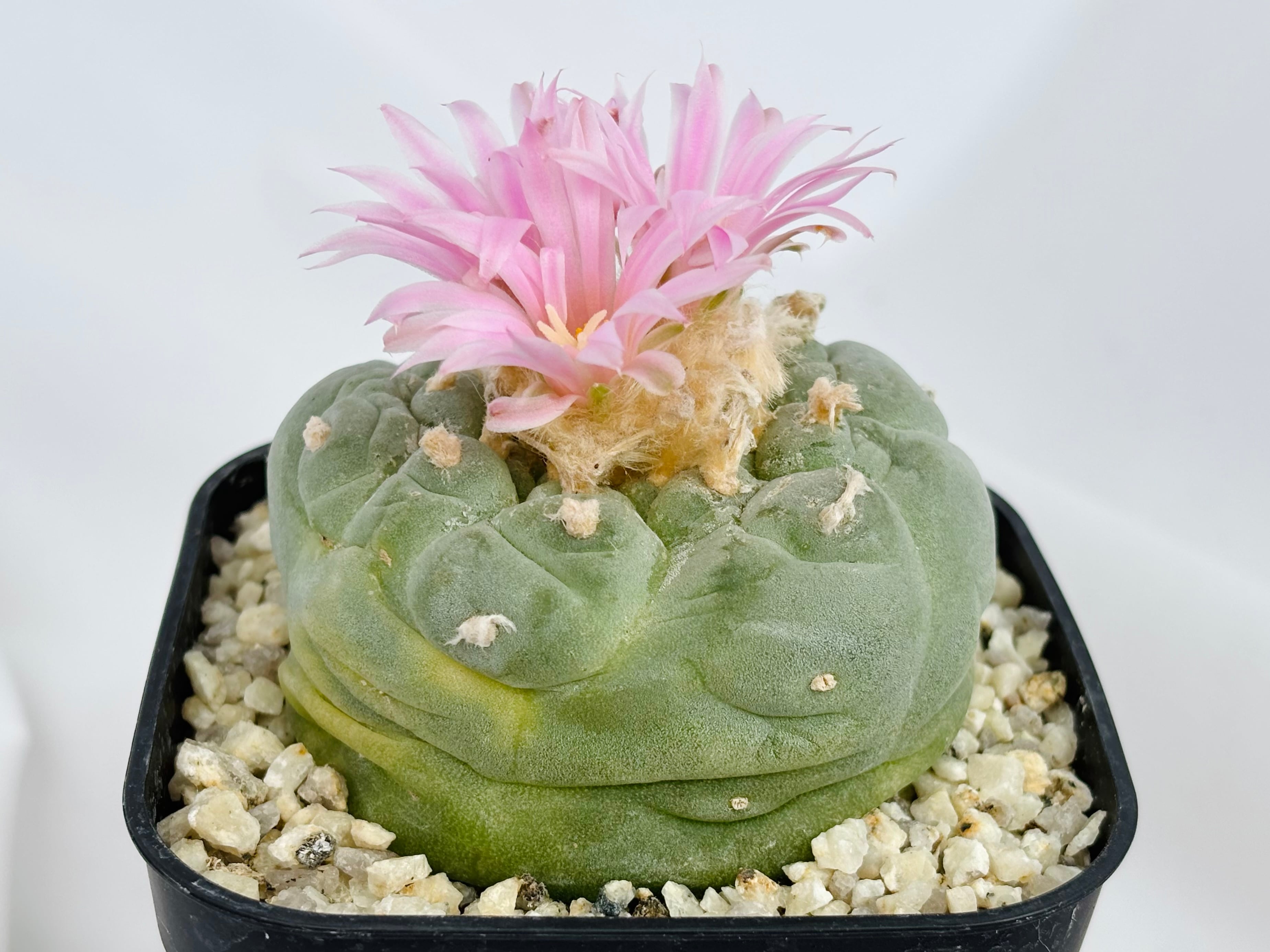 Lophophora williamsii var. decipiens ロフォフォラ 大疣銀冠玉