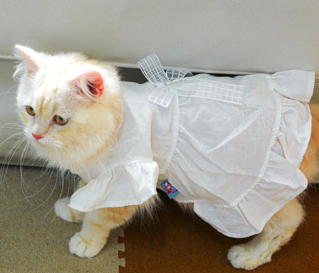 《予約》3101500 オールホワイト爽やかワンピース