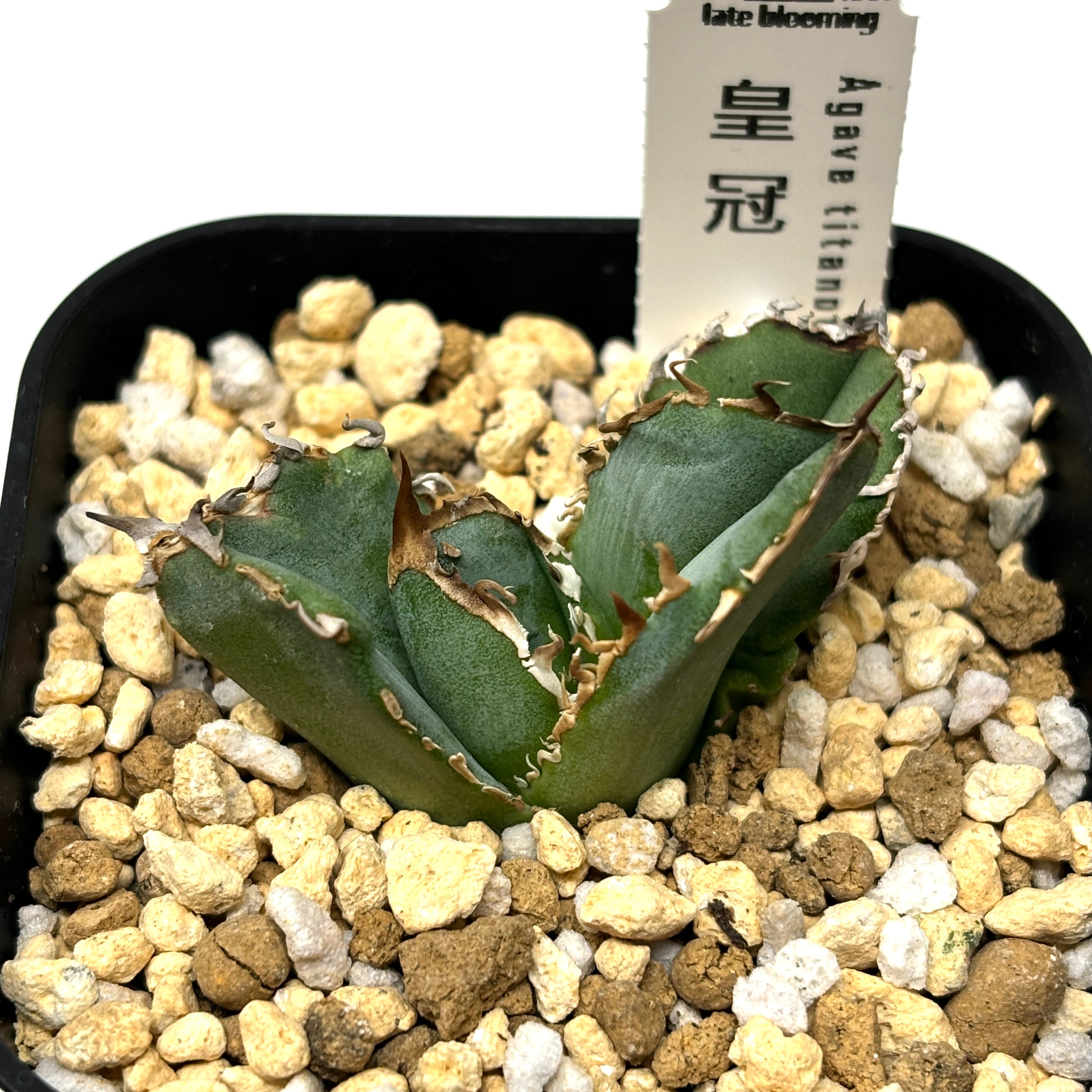 アガベ チタノタ クラウン 皇冠 子株 ①【皇冠】クラウン 子株付き