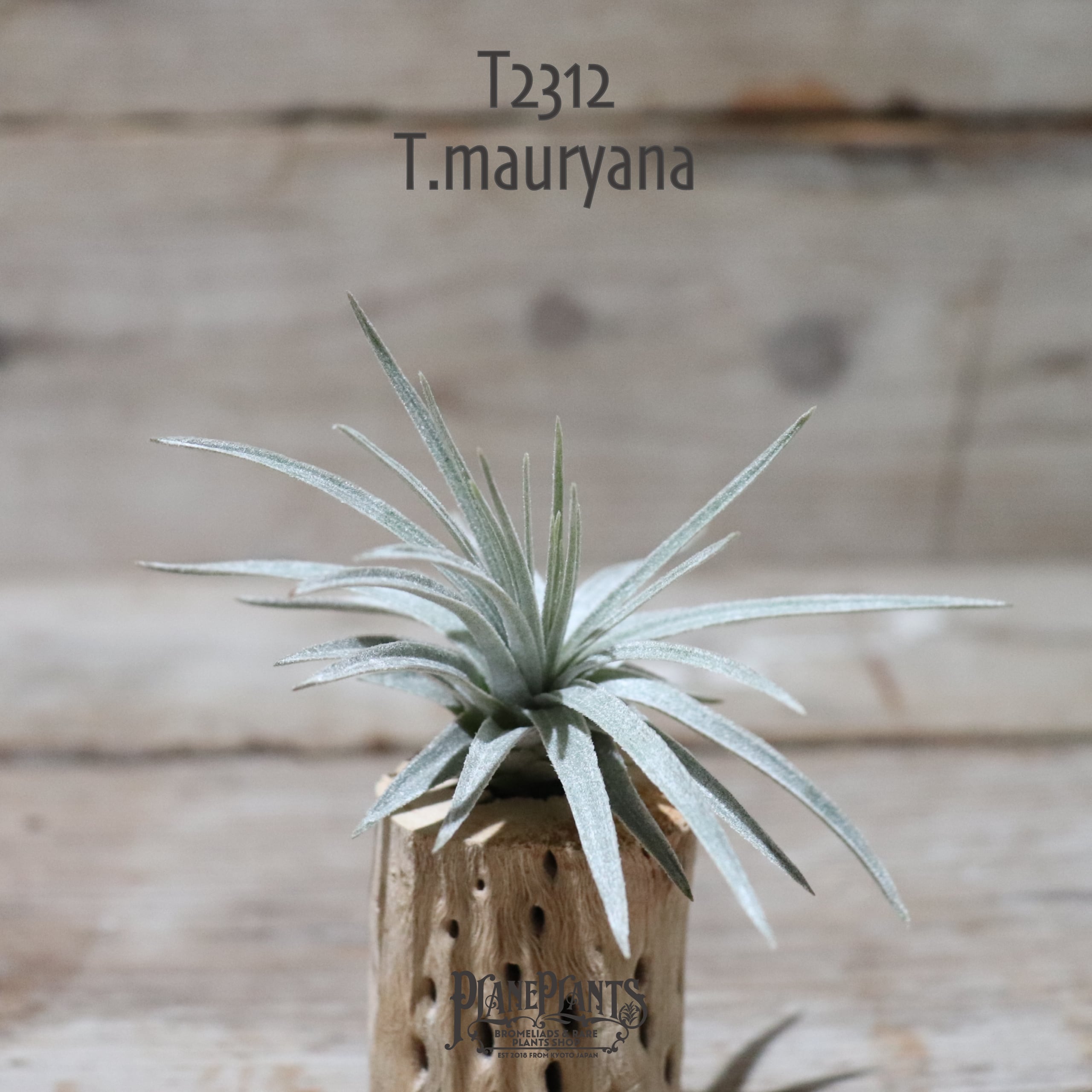 【reserved】mauryana〔エアプランツ〕現品発送T2312 | plane plants powered by BASE