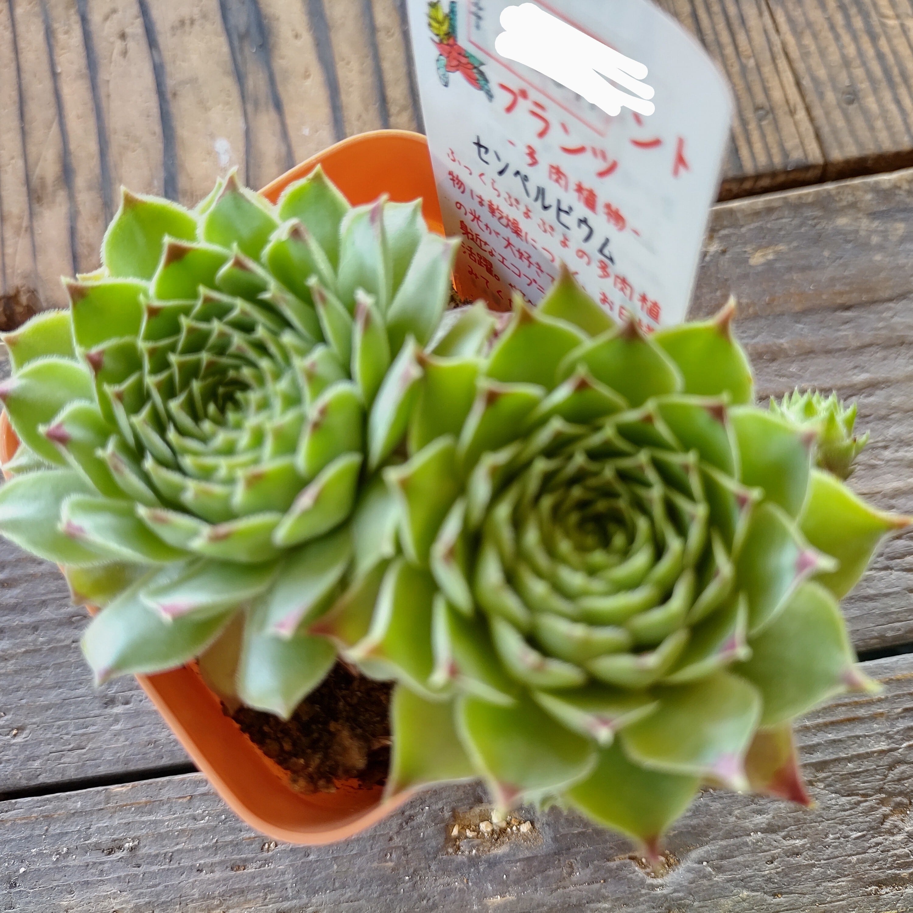 センベルビウム | RuPo 多肉植物専門店