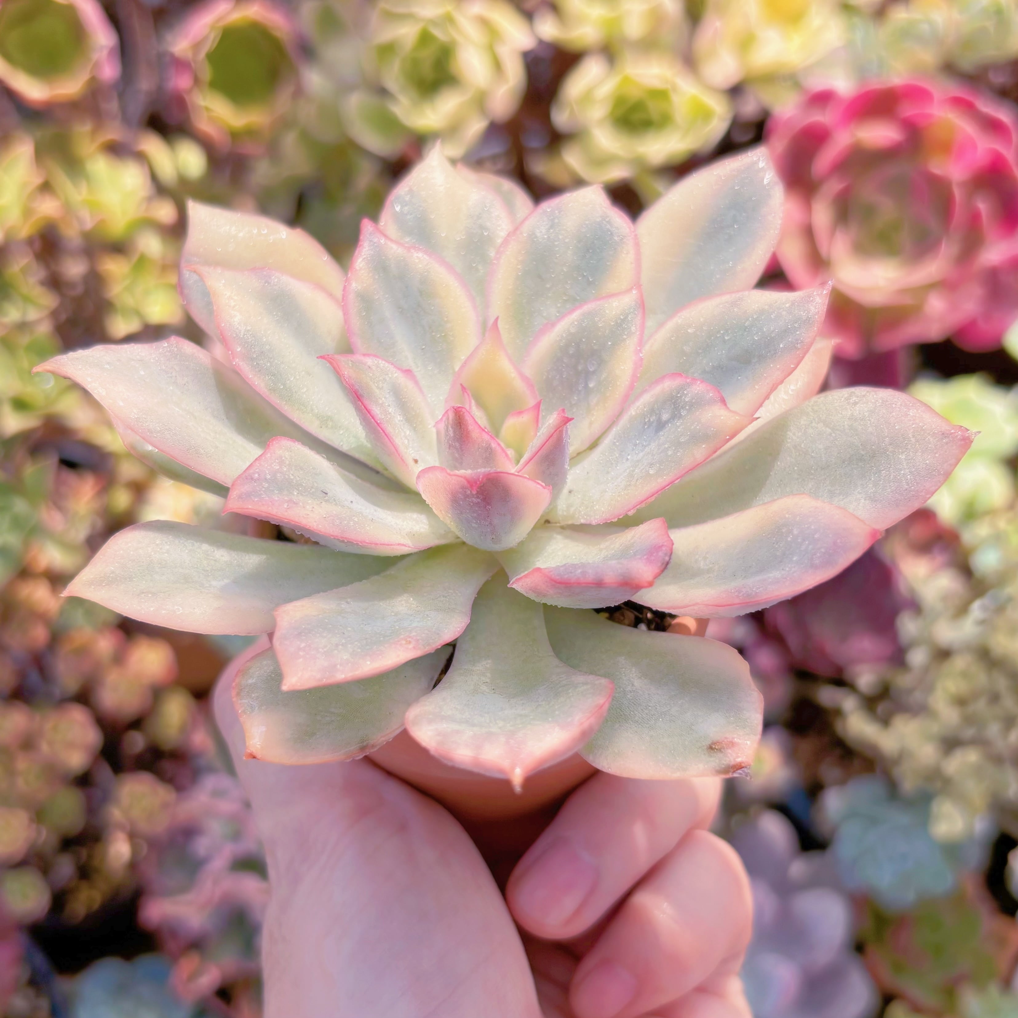 多肉植物 月光女神錦(中) 新入荷 るる農園 | るる農園~多肉植物専門