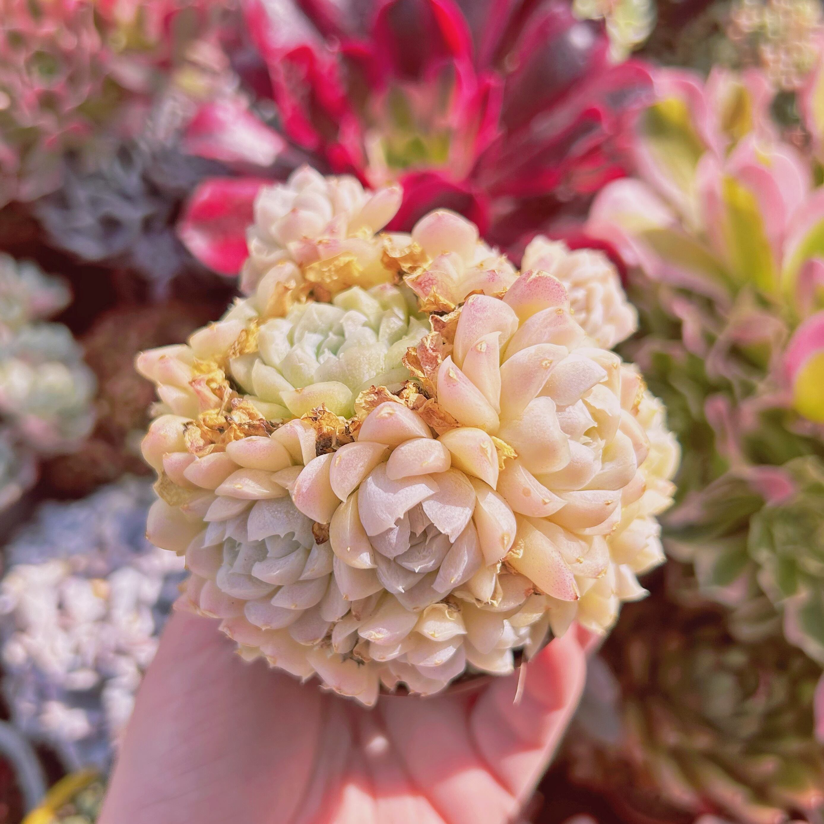 #742現物　多肉植物　ヒューミリス　特大