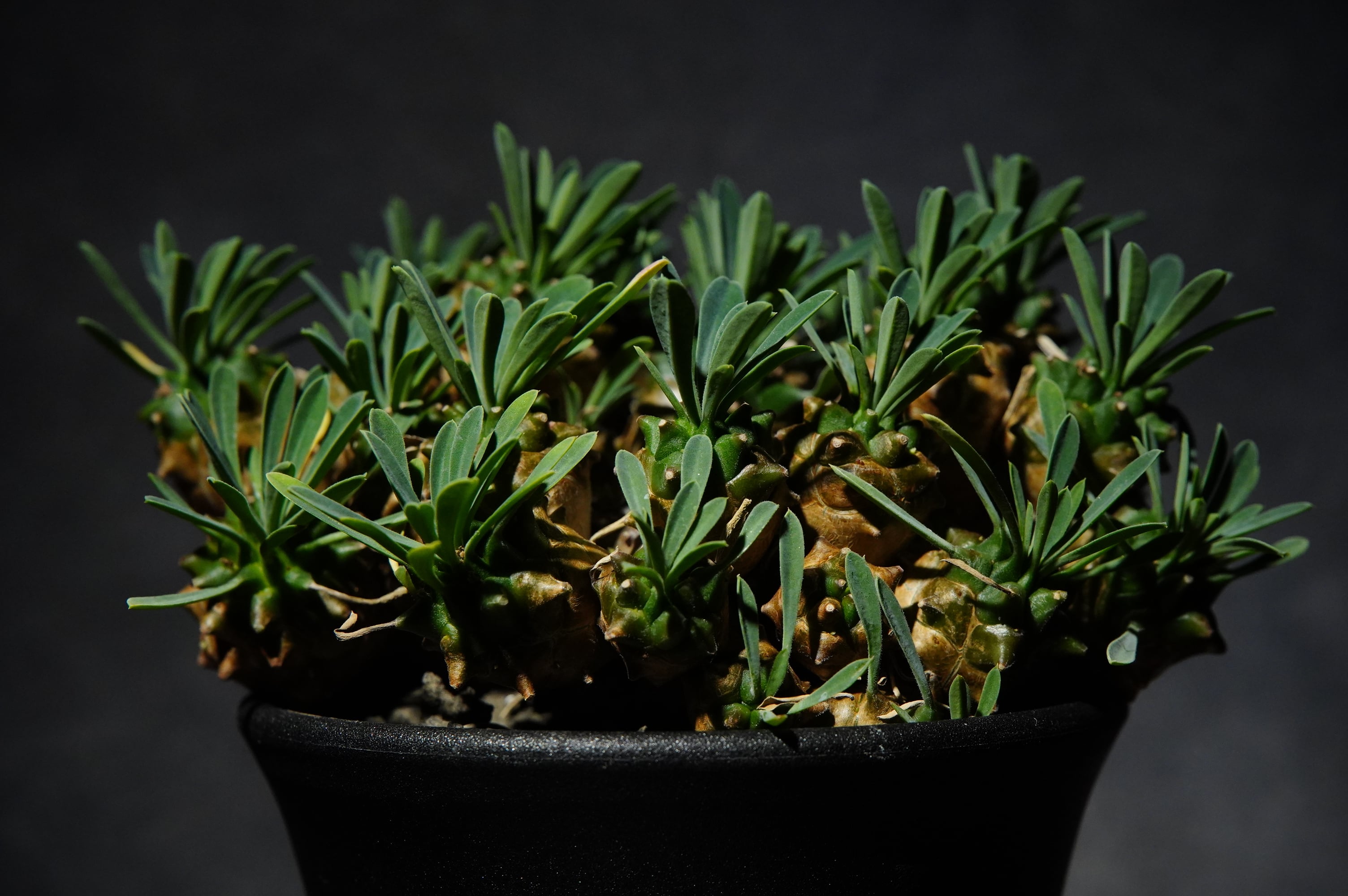 ユーフォルビア 峨眉山 | N collect plants