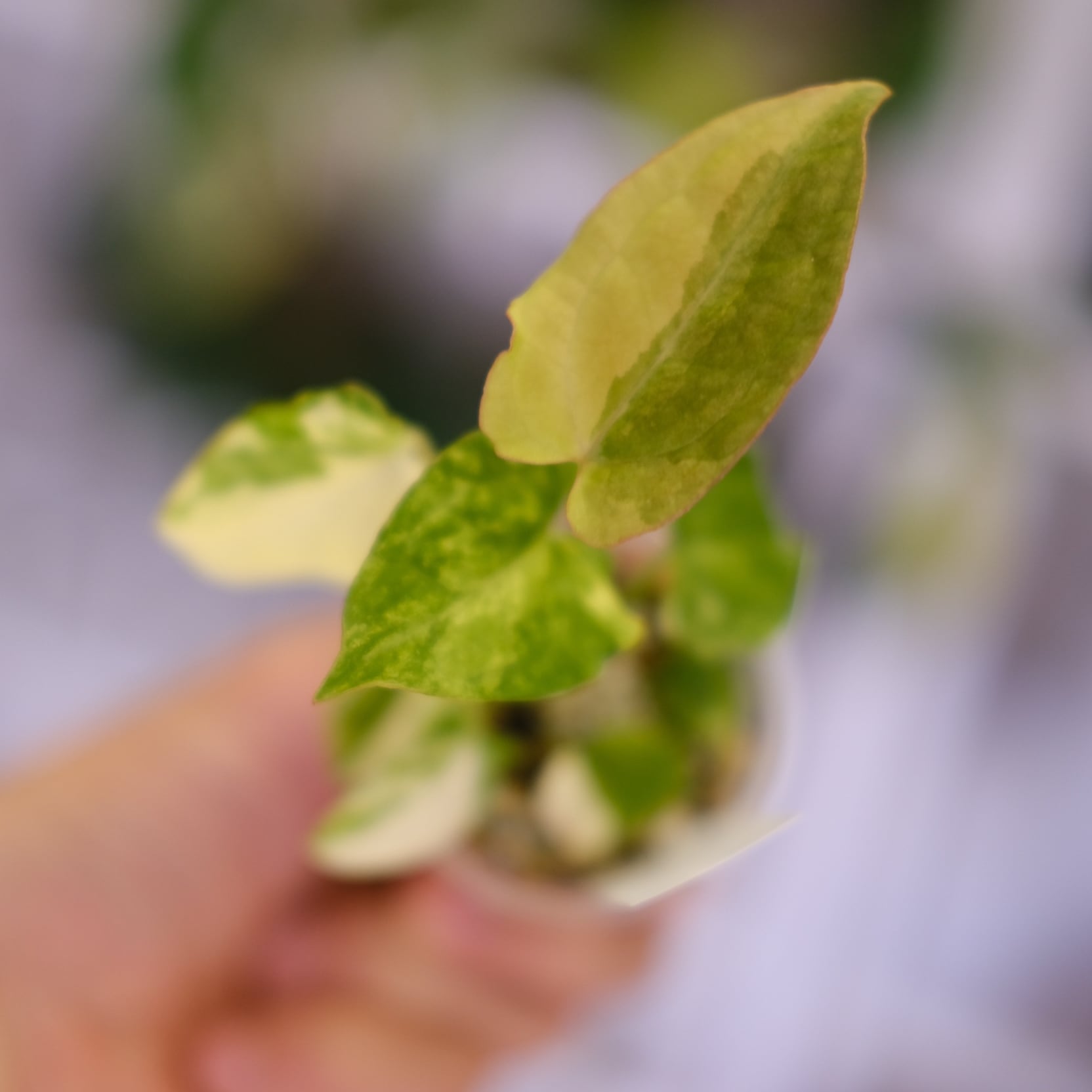 希少】Anthurium Yellow Bell × Red Chocolate│観葉植物