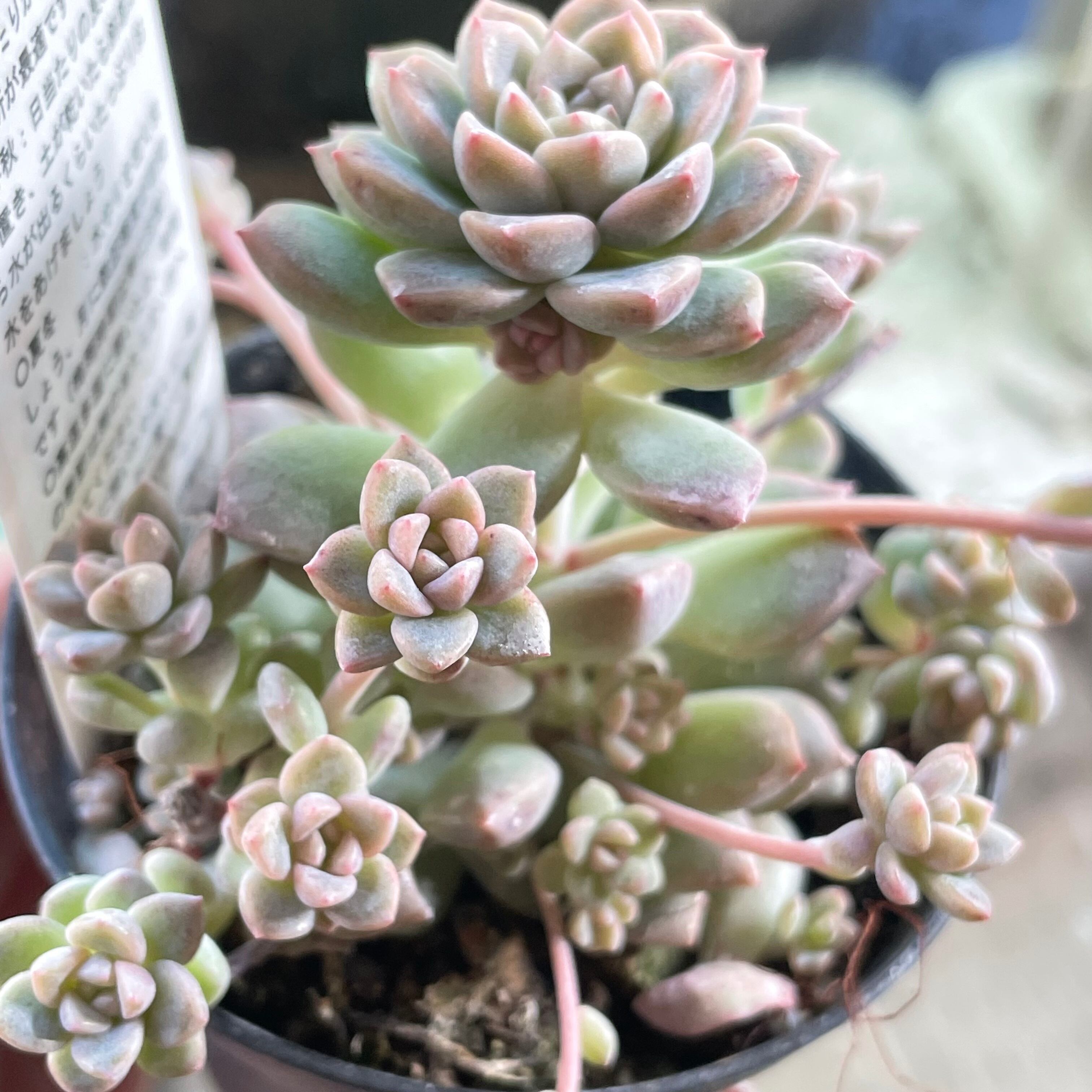 プロリフェラ | RuPo 多肉植物専門店