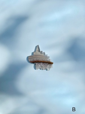 Agate Unicorn / 瑪瑙　ユニコーン　S