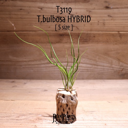 【送料無料】bulbosa HYBRID M〔エアプランツ〕現品発送T3119