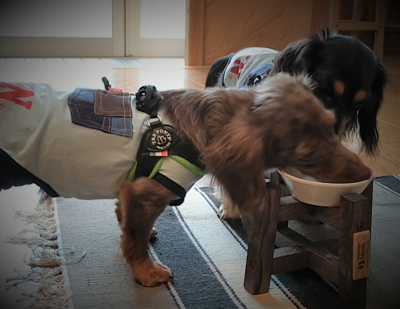 DOG BOWL STAND / S