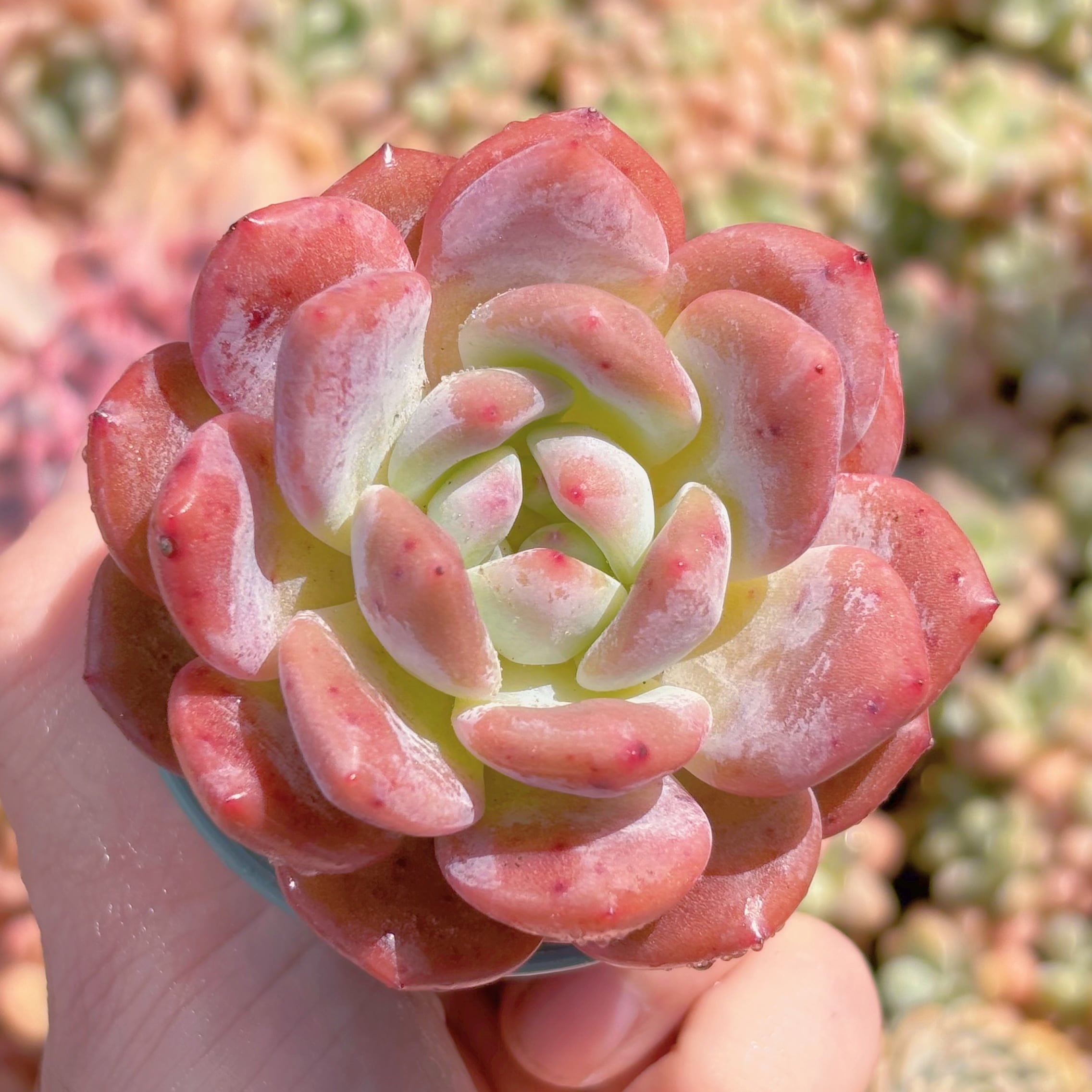 多肉植物　晨曦　新入荷　るる農園