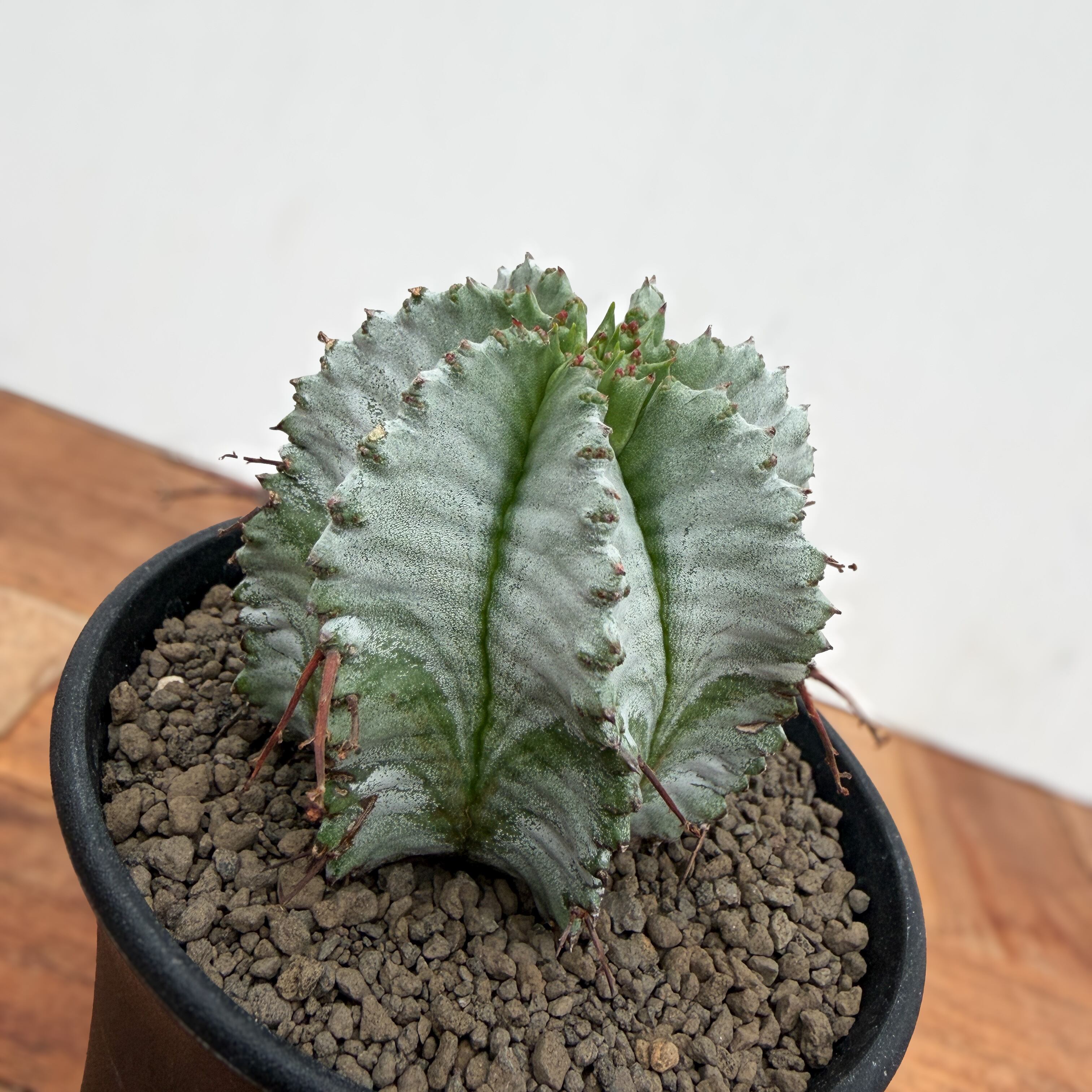 Euphorbia hyb. horrida【ユーフォルビア・玉型白ホリダ】 | RIMO'S