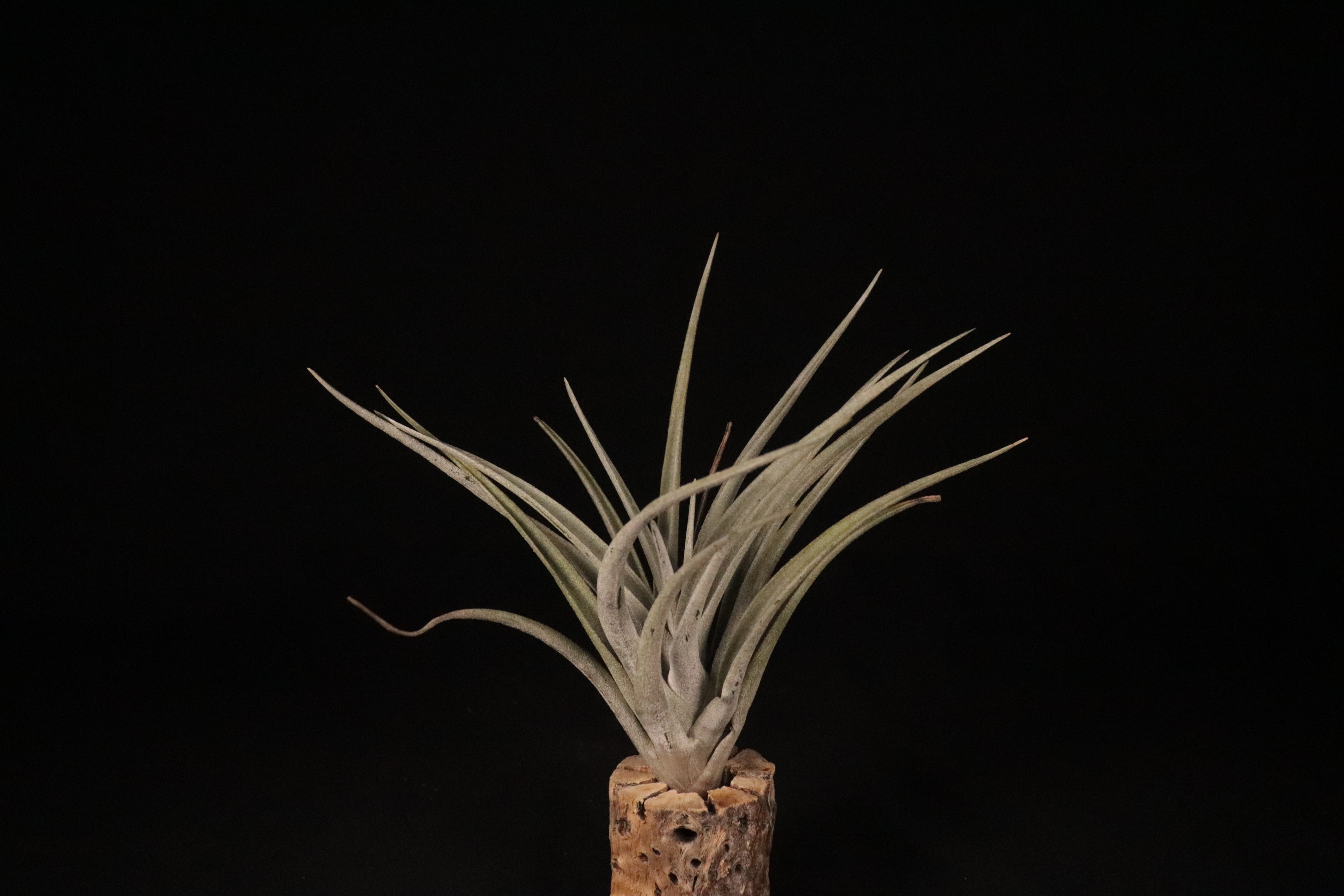 送料無料】fresnilloensis〔エアプランツ〕現品発送T3801 | plane plants