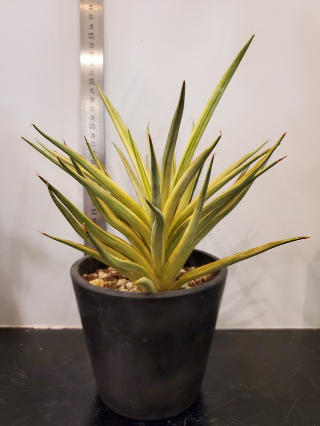 Sansevieria Bunlue Torch v【artPLANTs】サンスベリア/サンセベリア