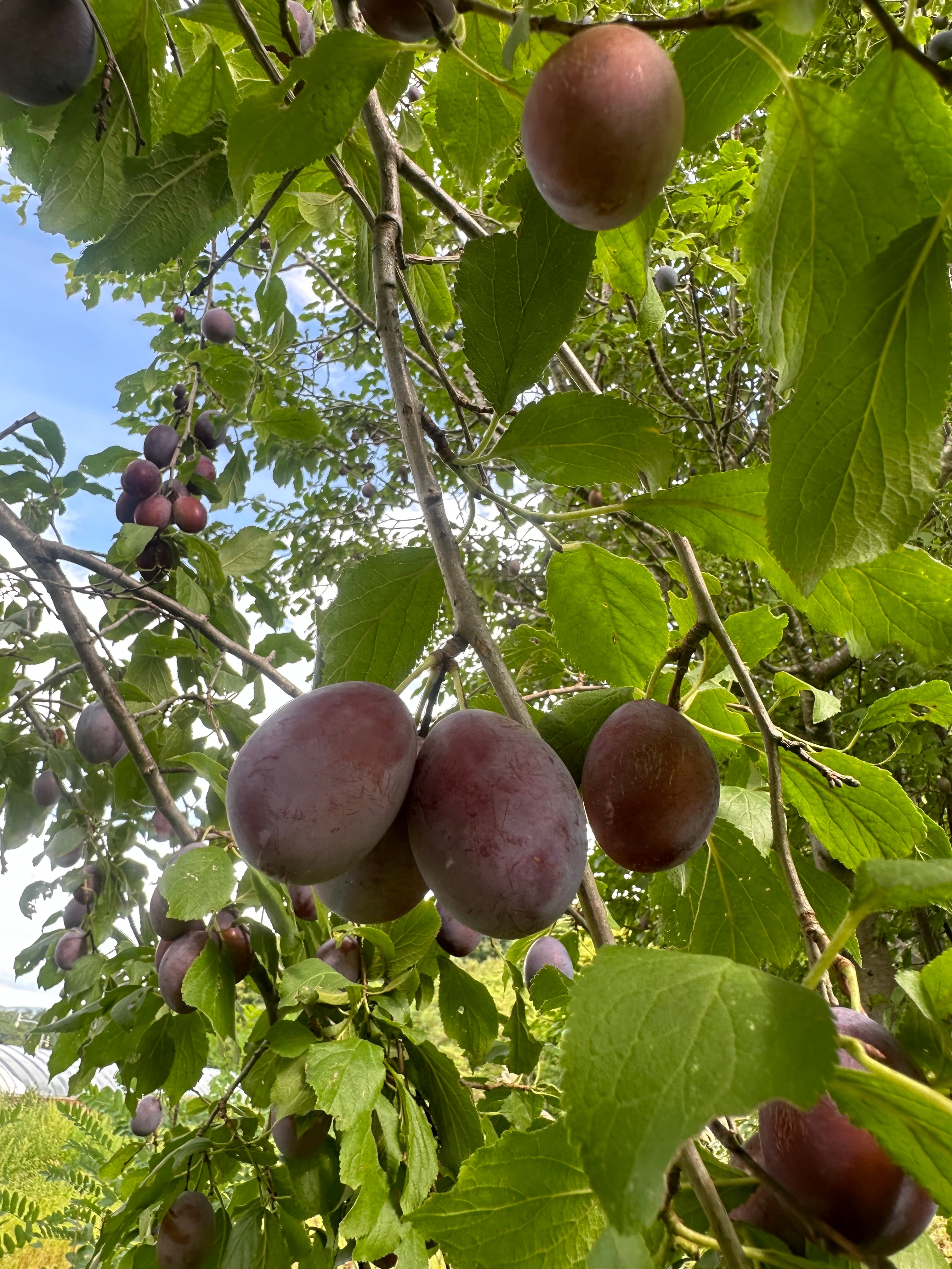 無農薬奇跡のプルーン 1kg | iorifarmhokkaido