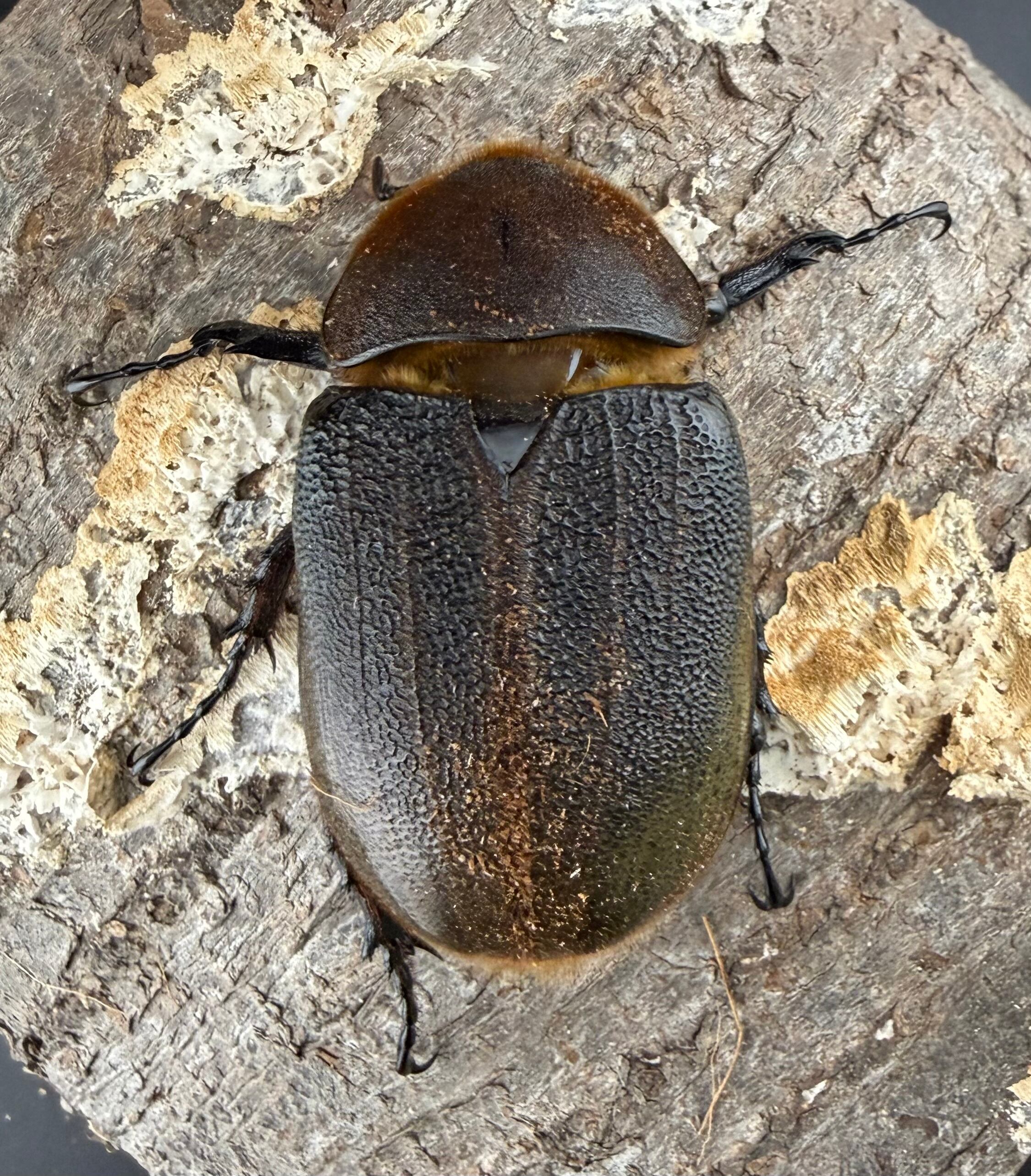 ヘラクレス・ヘラクレス 138mm ペア》 | KPW公式オンラインショップ