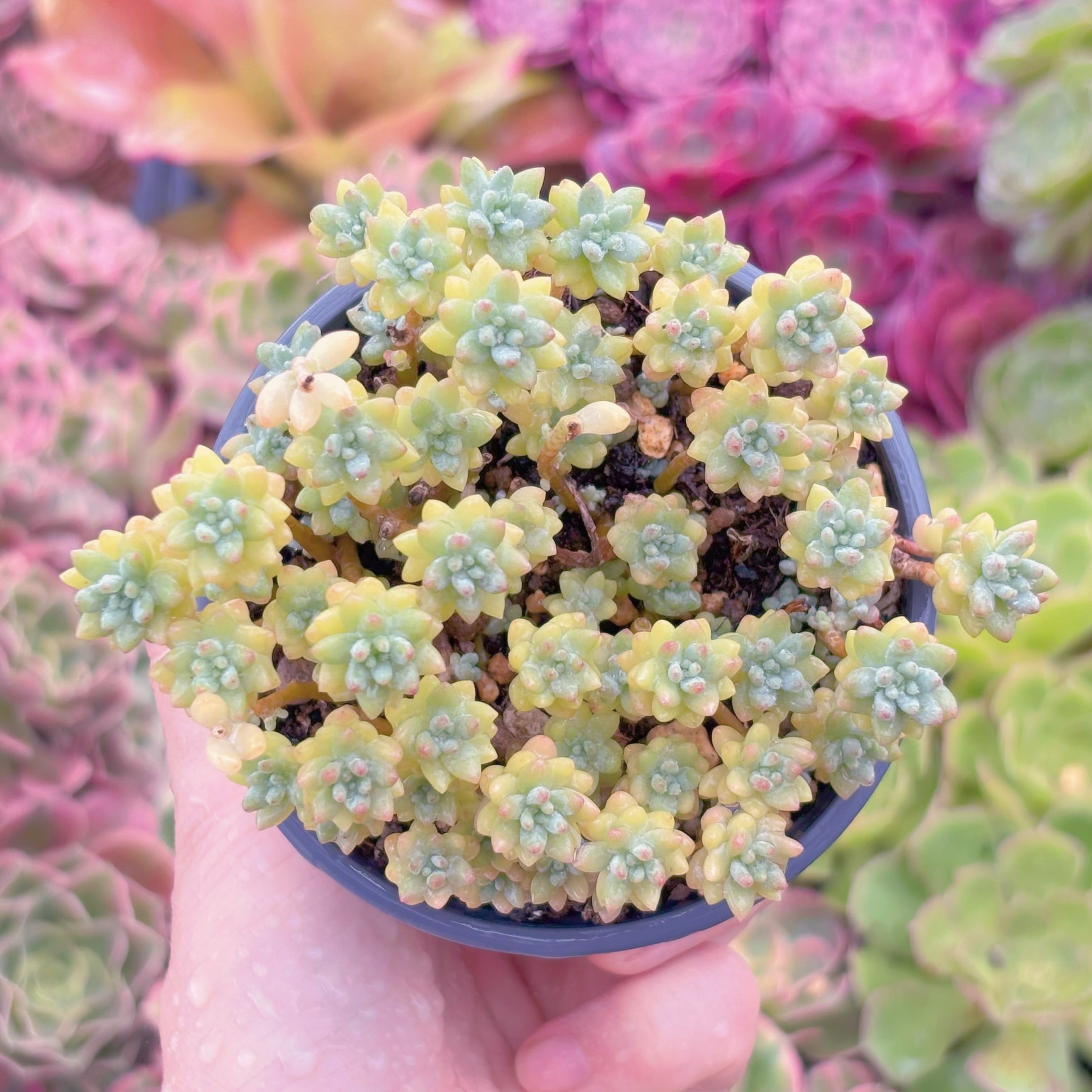 現品　Flower Group Variegata#M077　るる農園