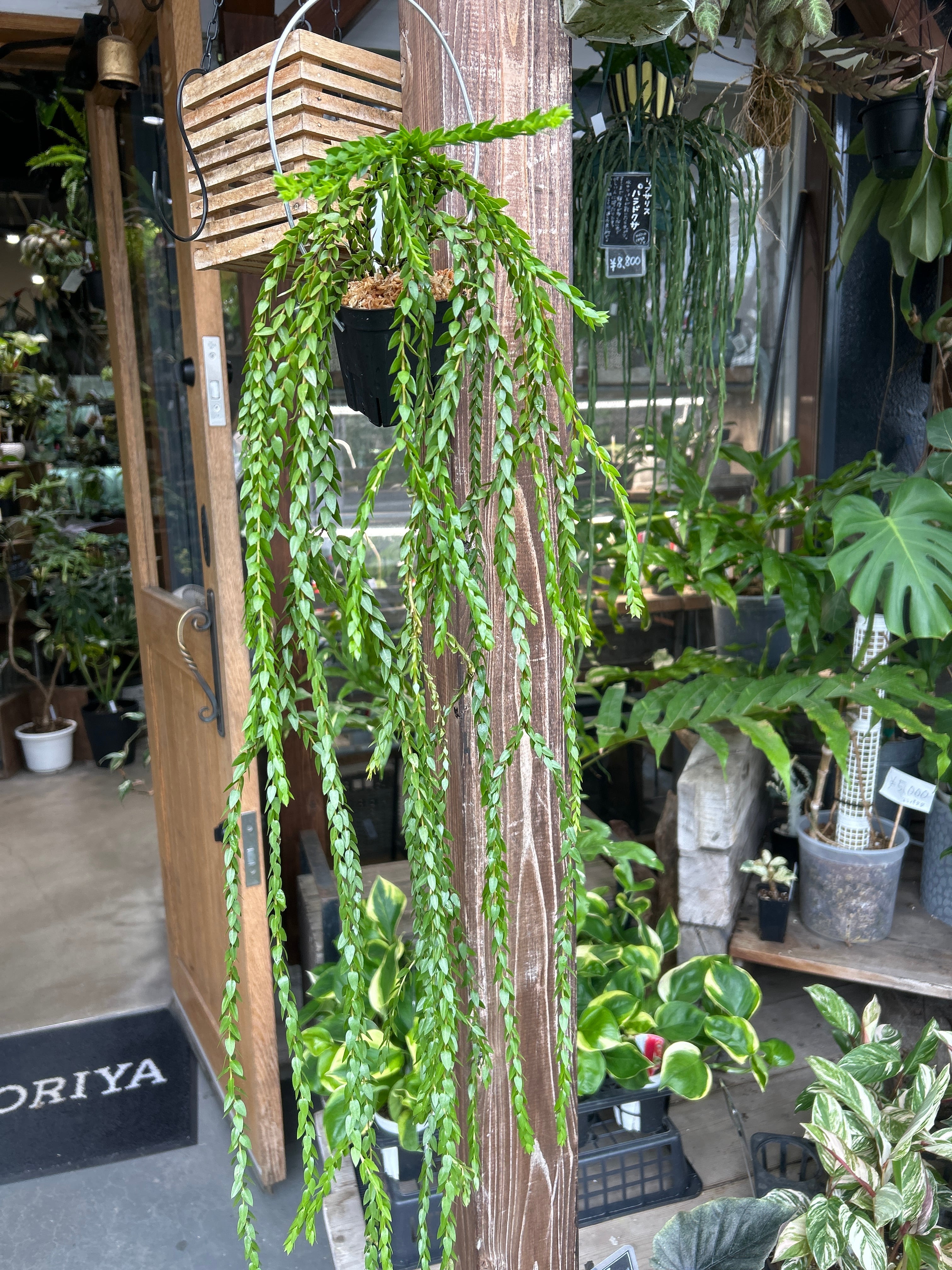 フペルジア ハンホン | MIDORIYA 観葉植物専門店