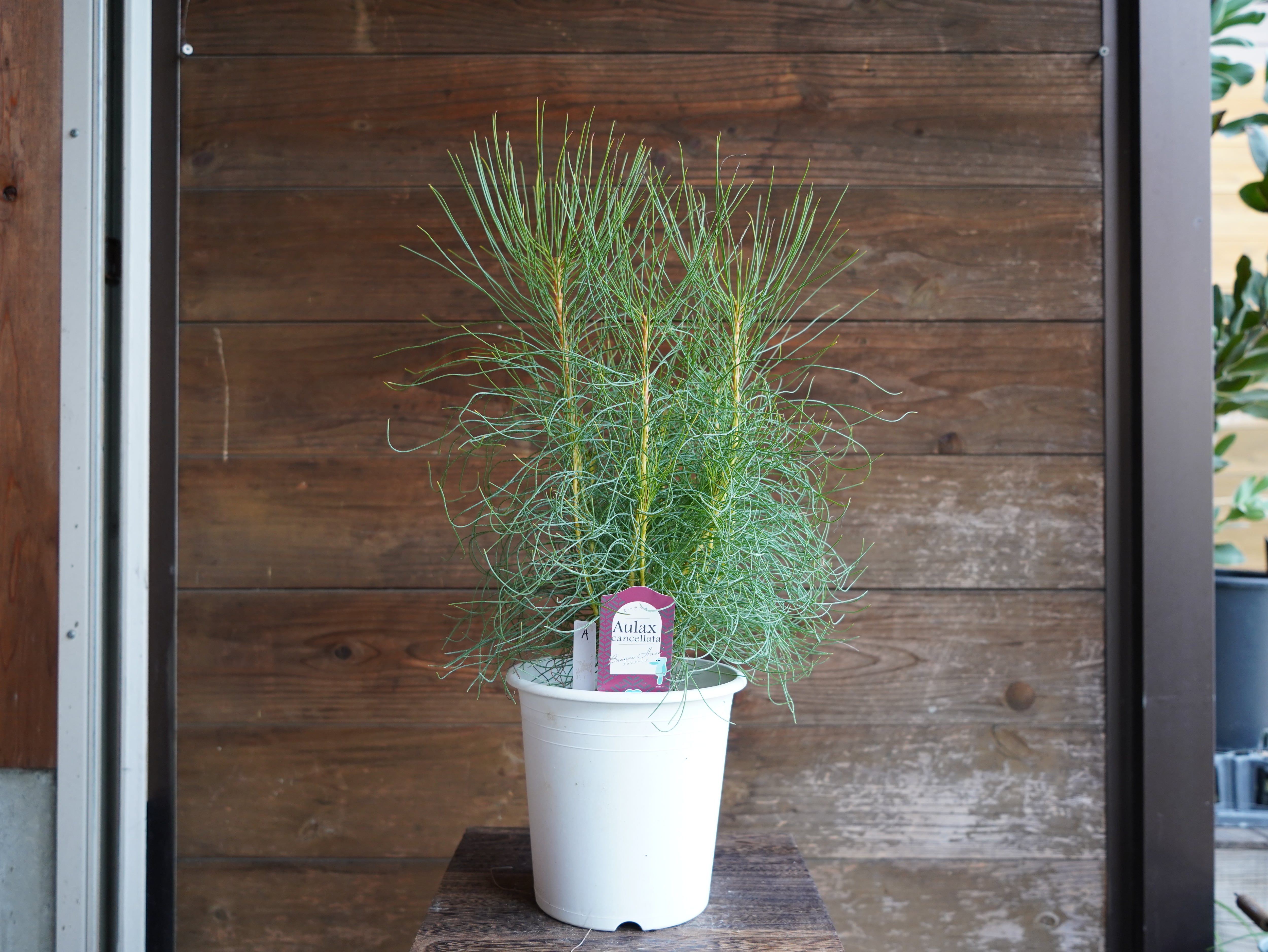 【現物】オーラックス　カンセラータ　”ブロンズヘイズ”　A