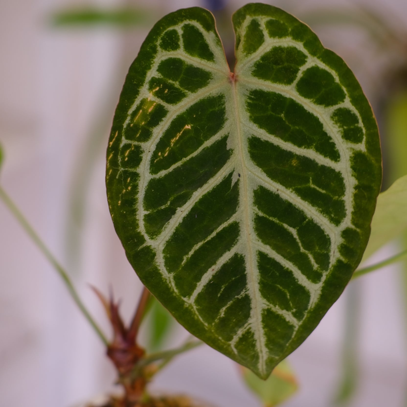 Red Crystallinum × Silver Blush│アンスリウム・レッド クリスタ