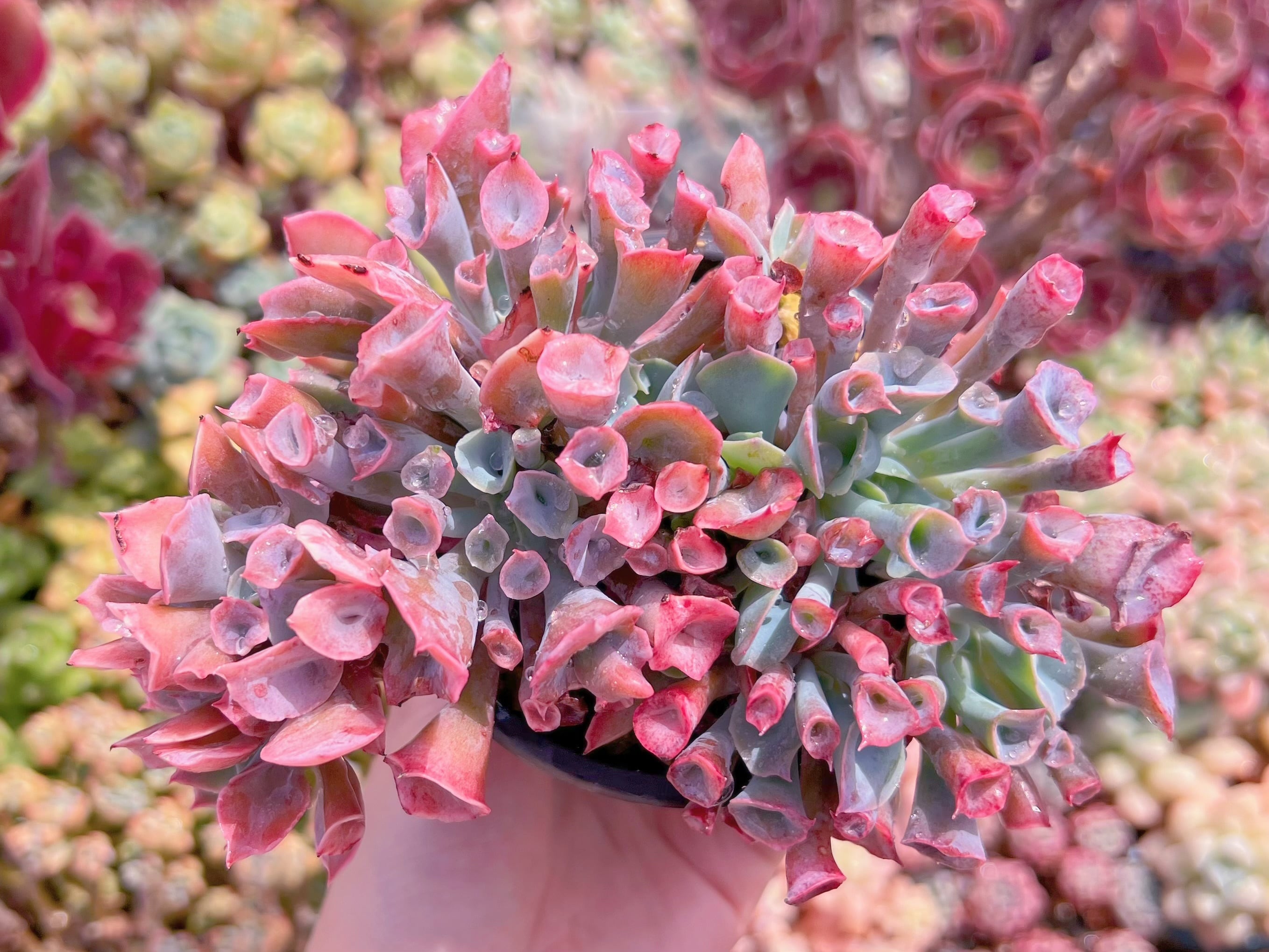 現品　魔笛#1125　群生　るる農園