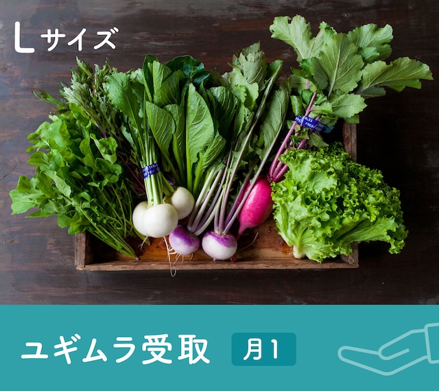 《月1 / ユギムラ受取》FIO野菜-定期便 Lサイズ