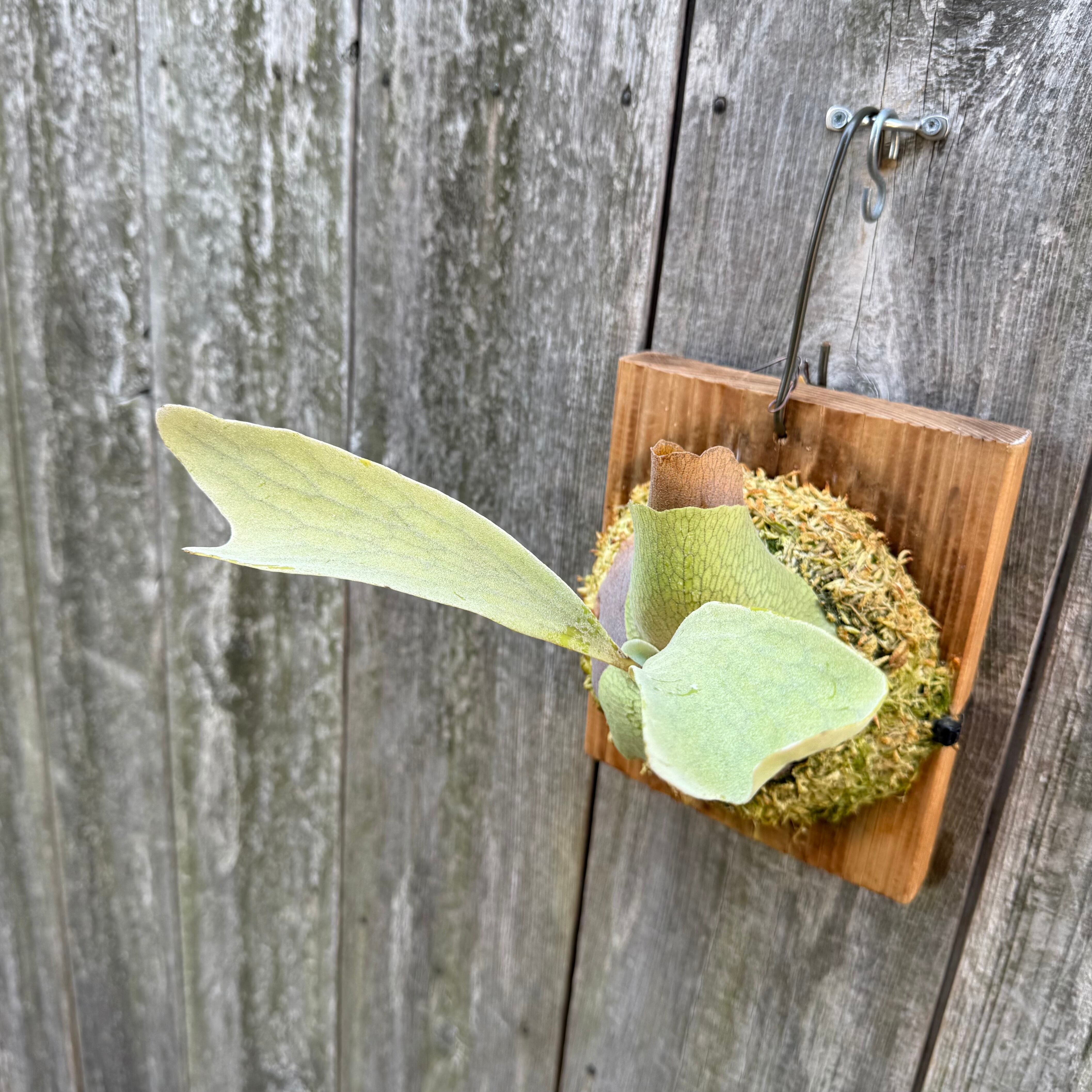 P. Blue Moon sporelings | naturefix