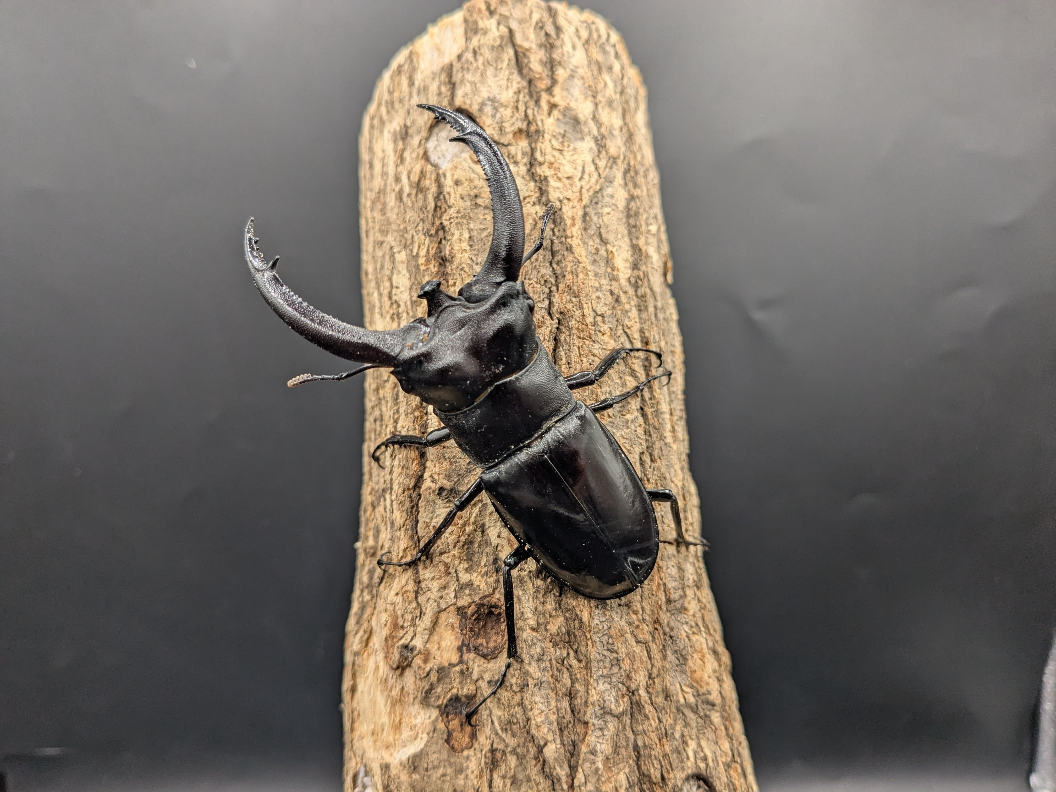 WDリノケロスフタマタ ♂89mm♀40mm