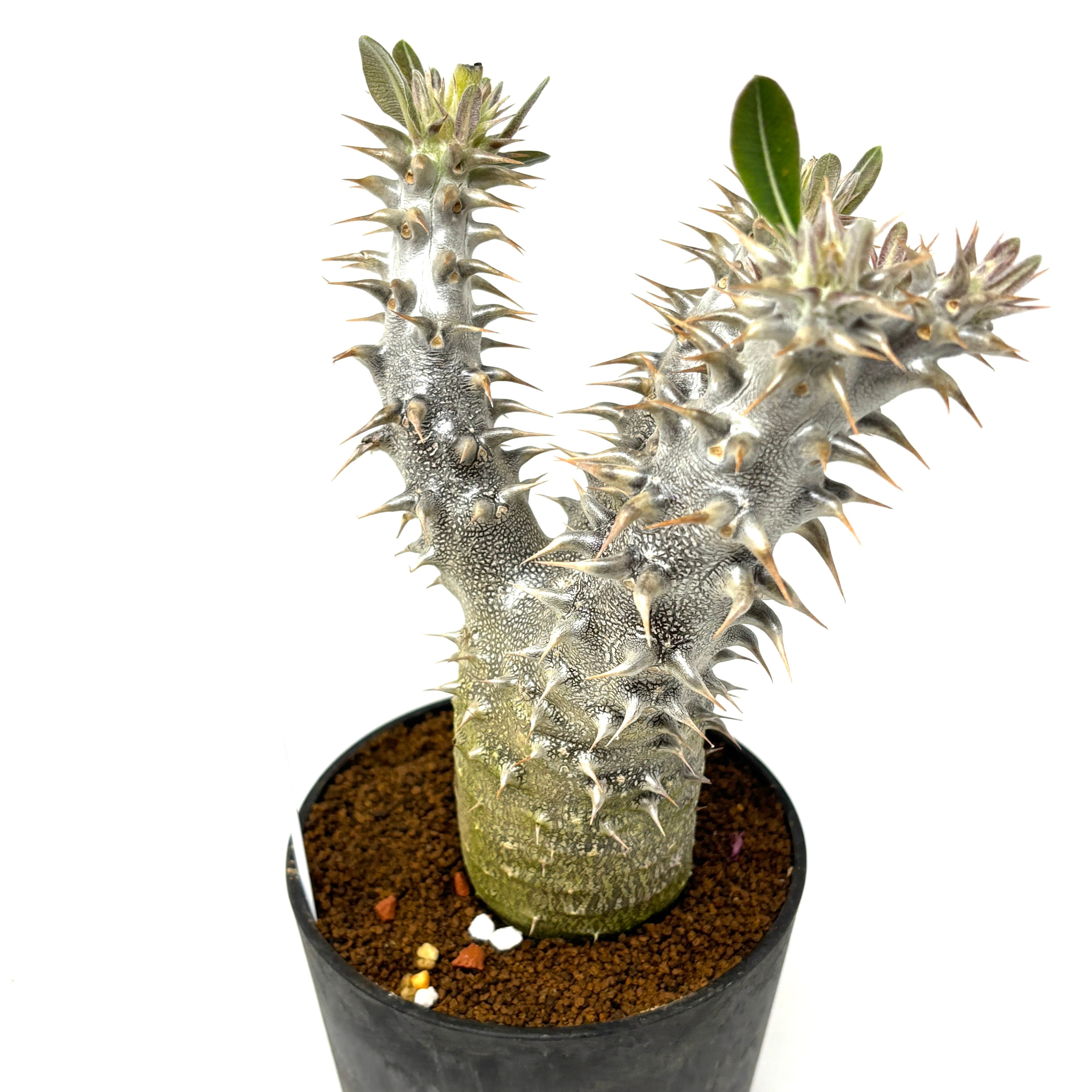 パキポディウム 伊藤ハイブリッド【1040】 | PROTOLEAF プロトリーフ