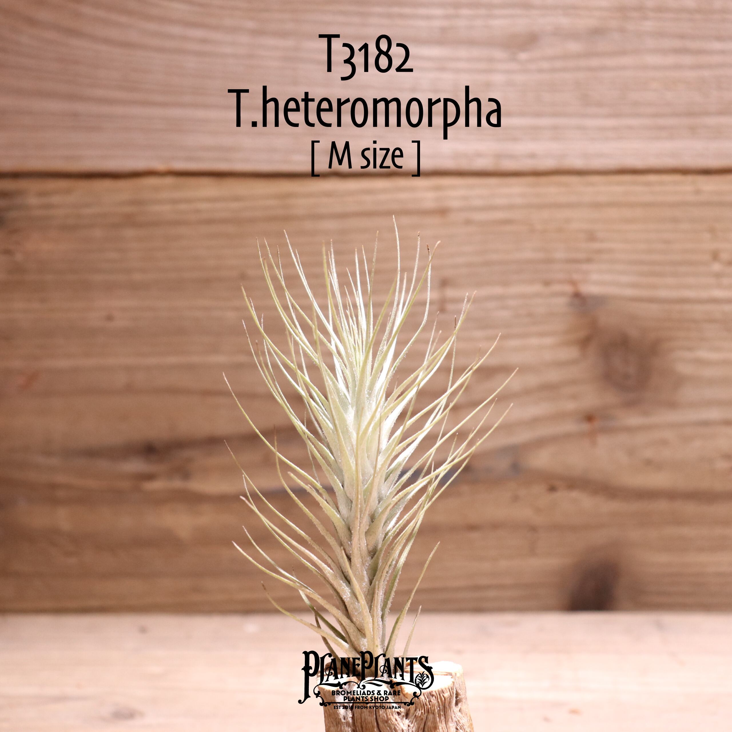 【送料無料】heteromorpha〔エアプランツ〕現品発送T3182