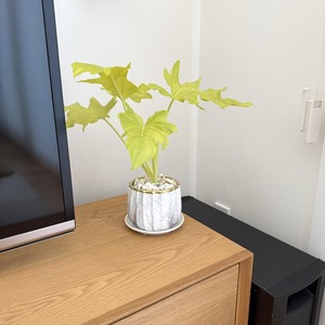 フィロデンドロン・ワルセヴィッチ