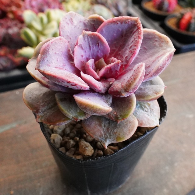 18%OFF！　※再入荷※【ライラック変異錦（ウエストレインボー変異） 】斑入り　エケベリア　韓国多肉