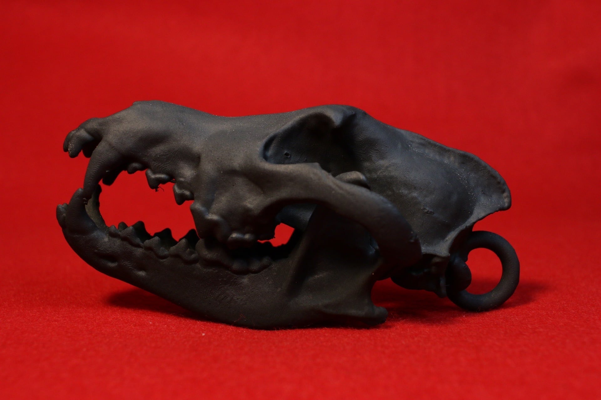 タイリクオオカミ頭骨レプリカ【手のひらサイズ】 | アンフィ合同会社