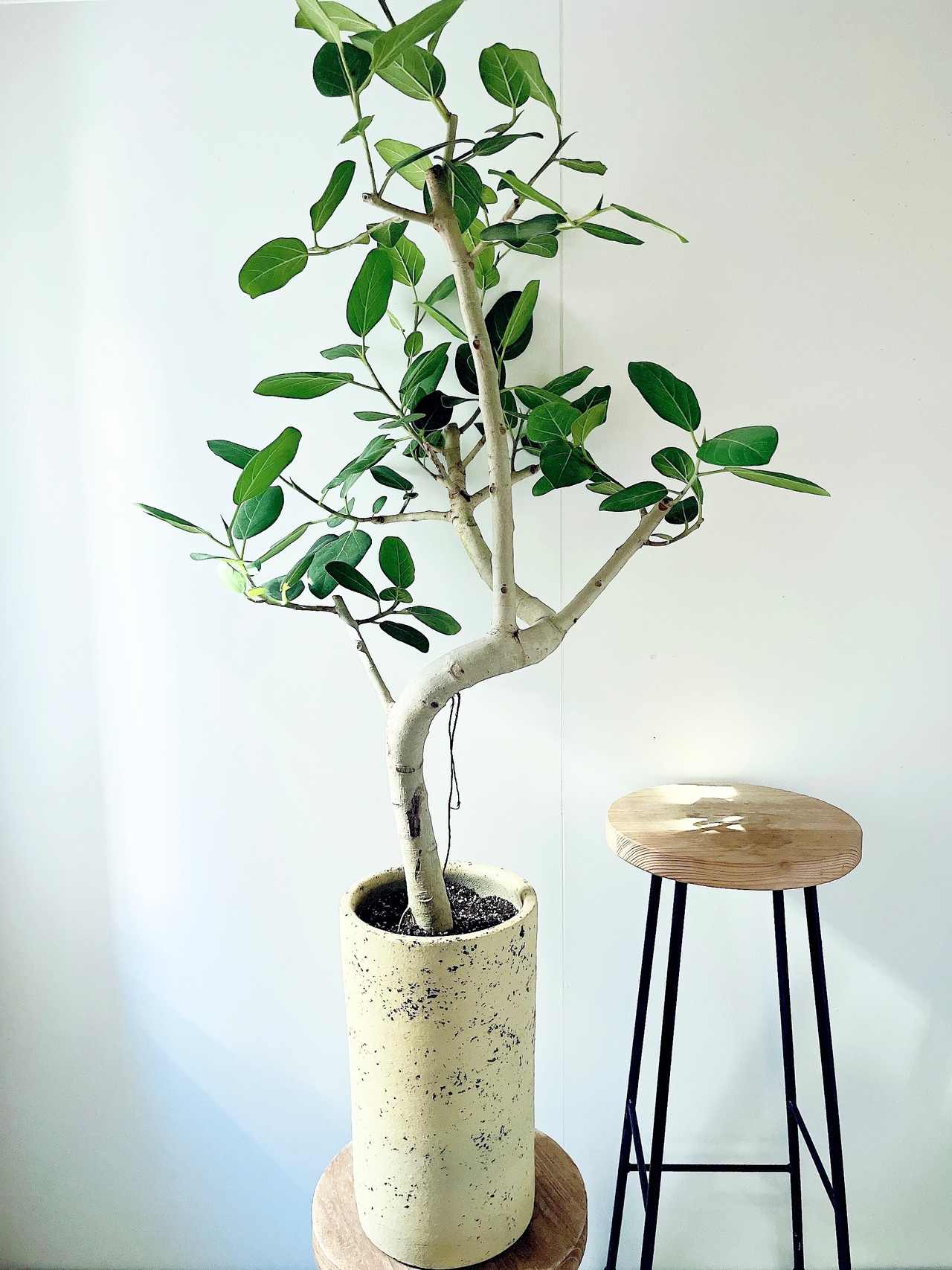 【Art Plants】彫刻のような樹形美 フィカス ベンガレンシス 一点もの  観葉植物 calm cafe