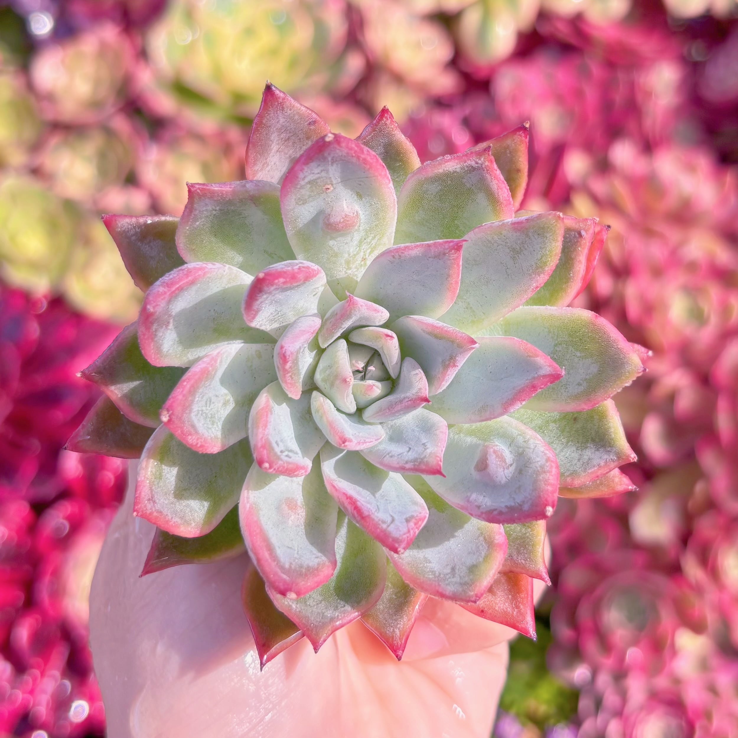 多肉植物　新品種    白露姫　新入荷　るる農園