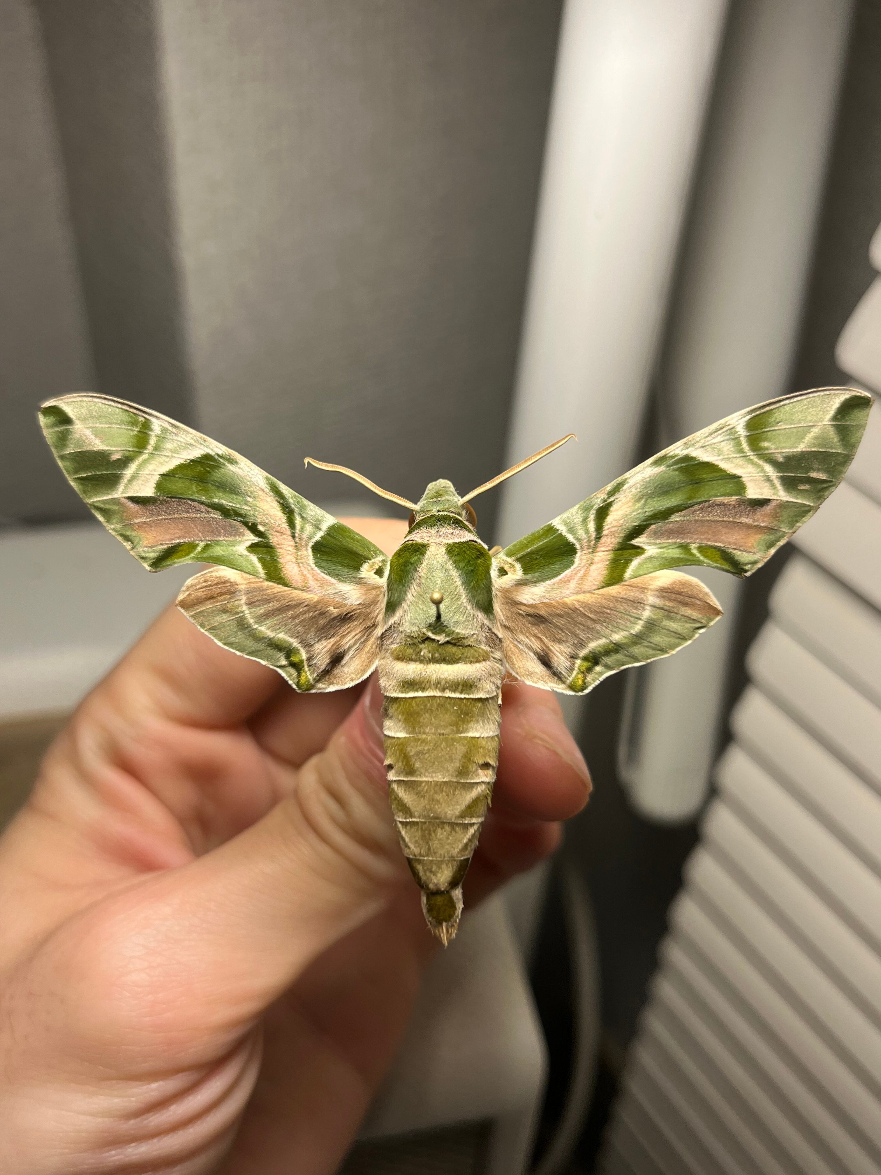 キョウチクトウスズメ 夾竹桃雀蛾 Daphnis nerii 蛾標本 蝶標本 キョウチクトウスズメ 夾竹桃雀蛾 Daphnis nerii 蛾標本 蝶標本