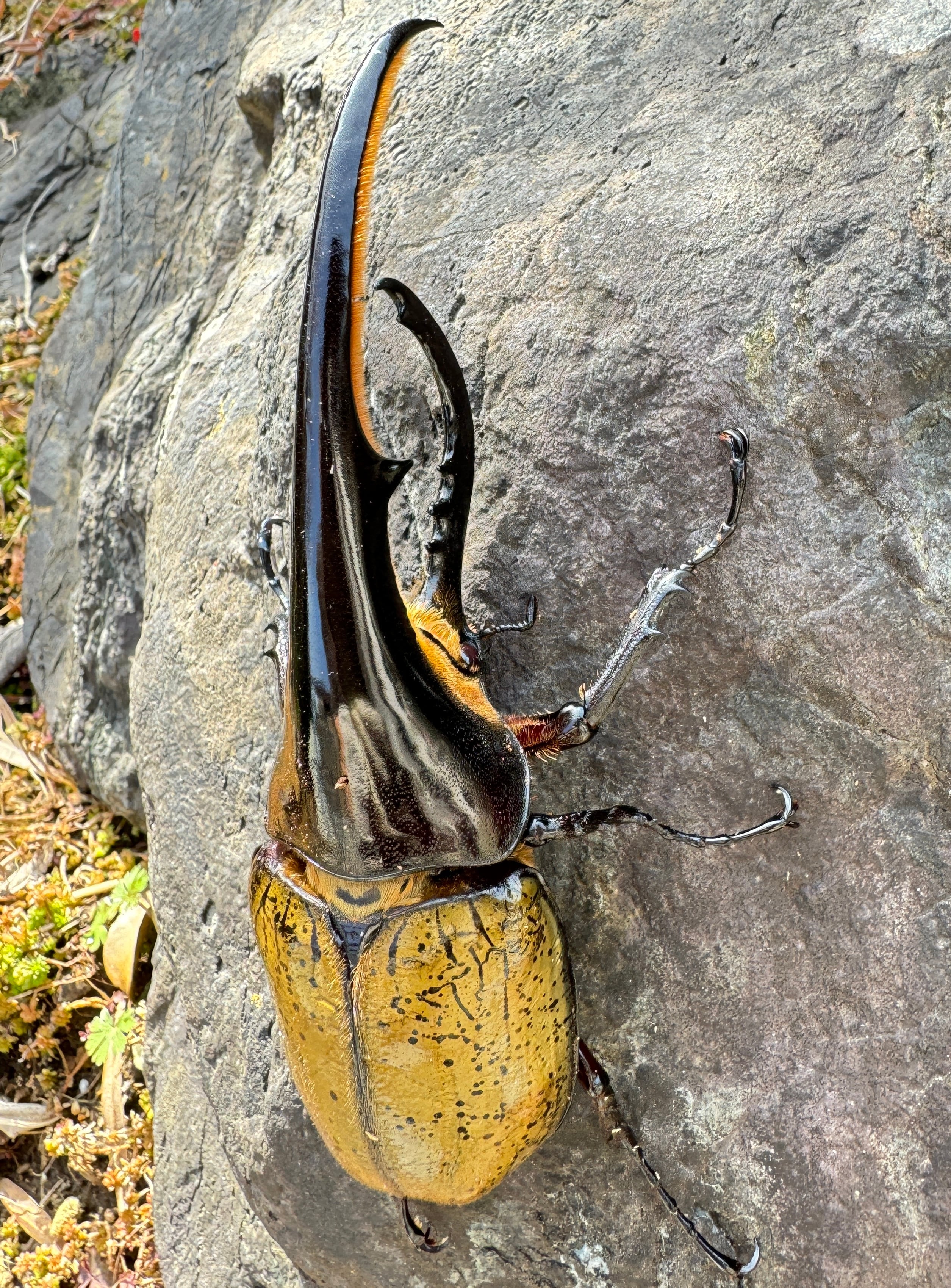 DHヘラクレス 即ブリ可能！DHヘラクレス70♀・71♀合計2♀