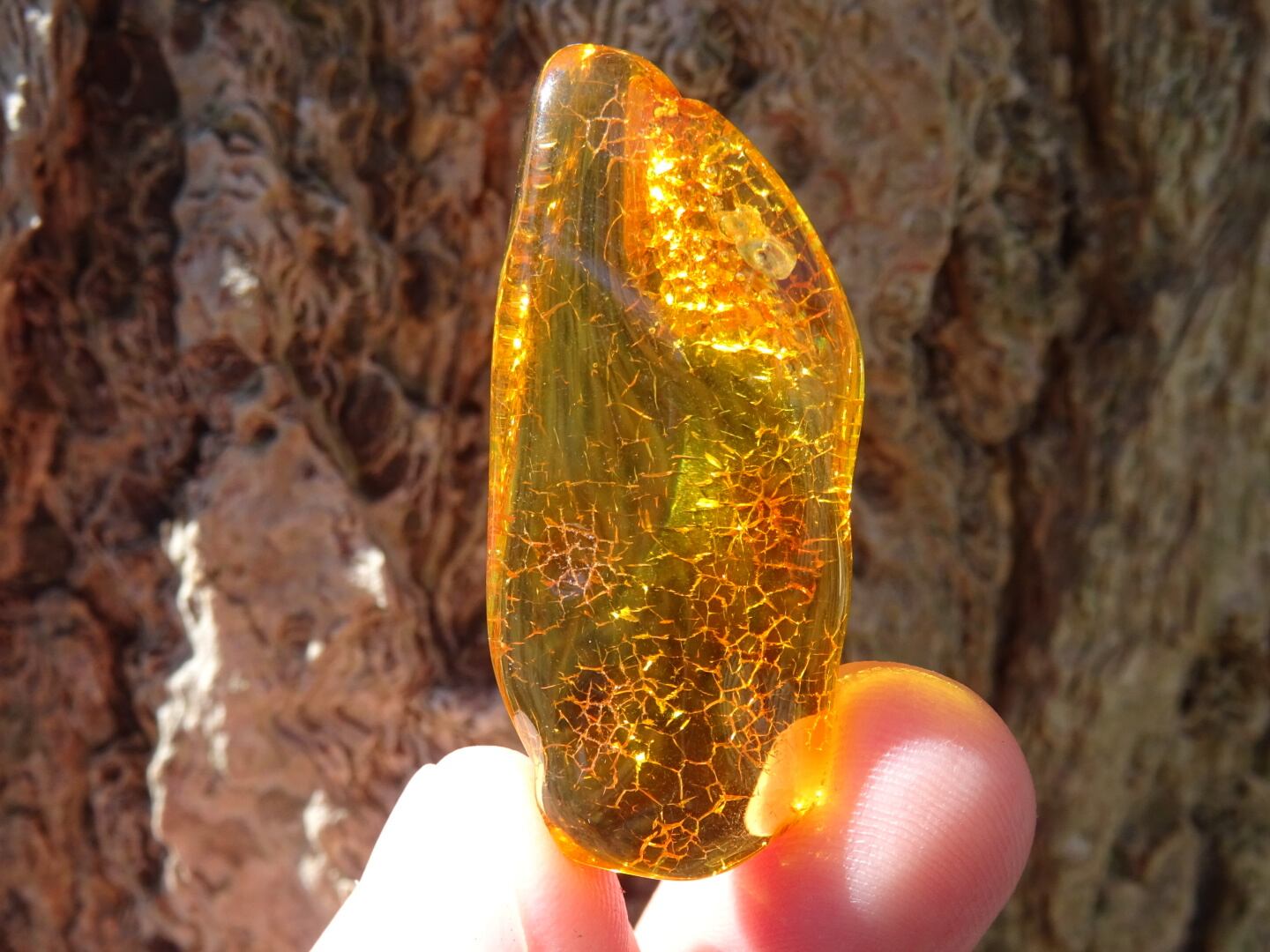 バルティックアンバー（バルト海琥珀） ~Honey The Treasure~ | 虹石屋