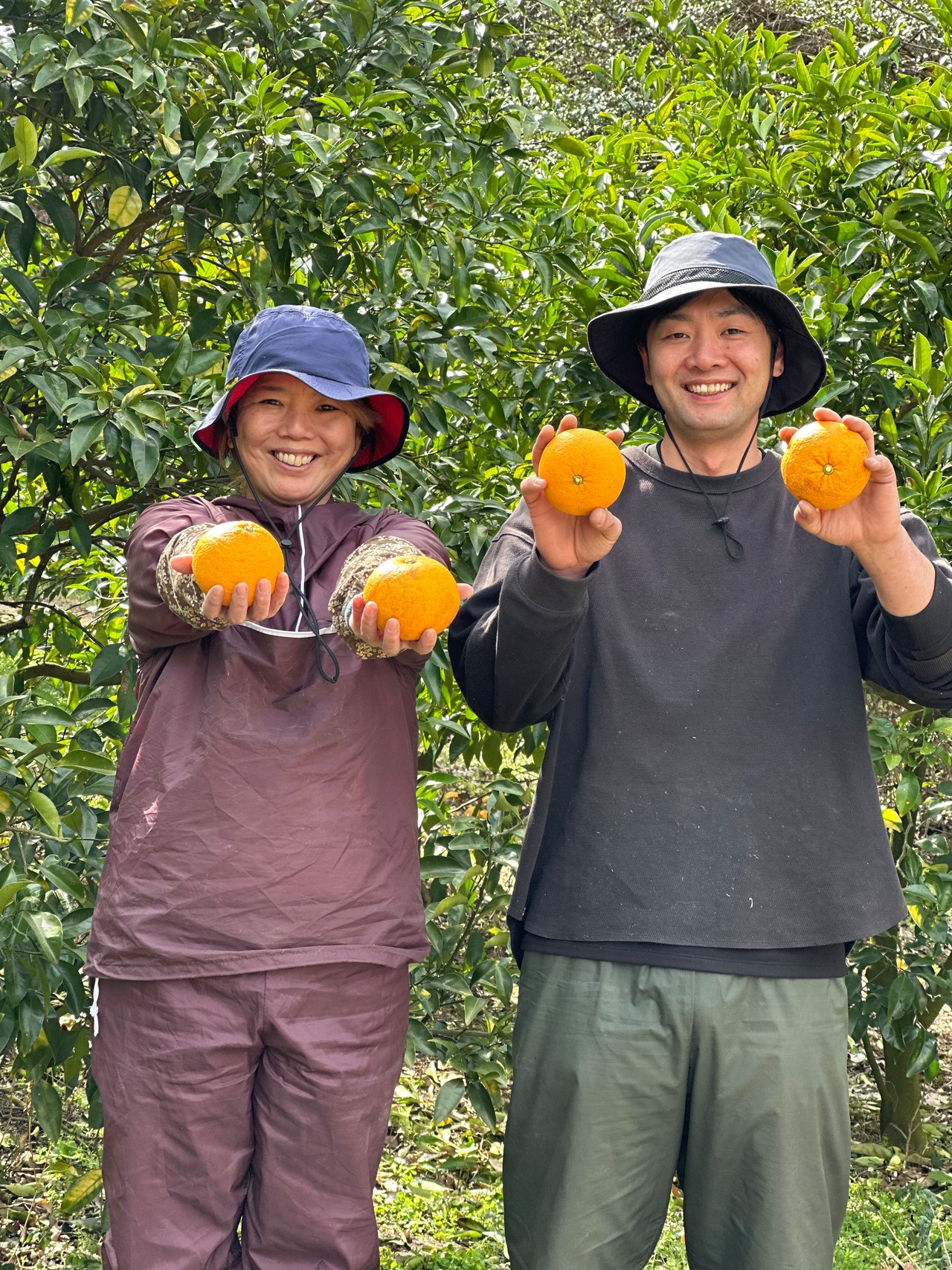 つぶ感たまらない！木成り完熟『甘夏』9キロ