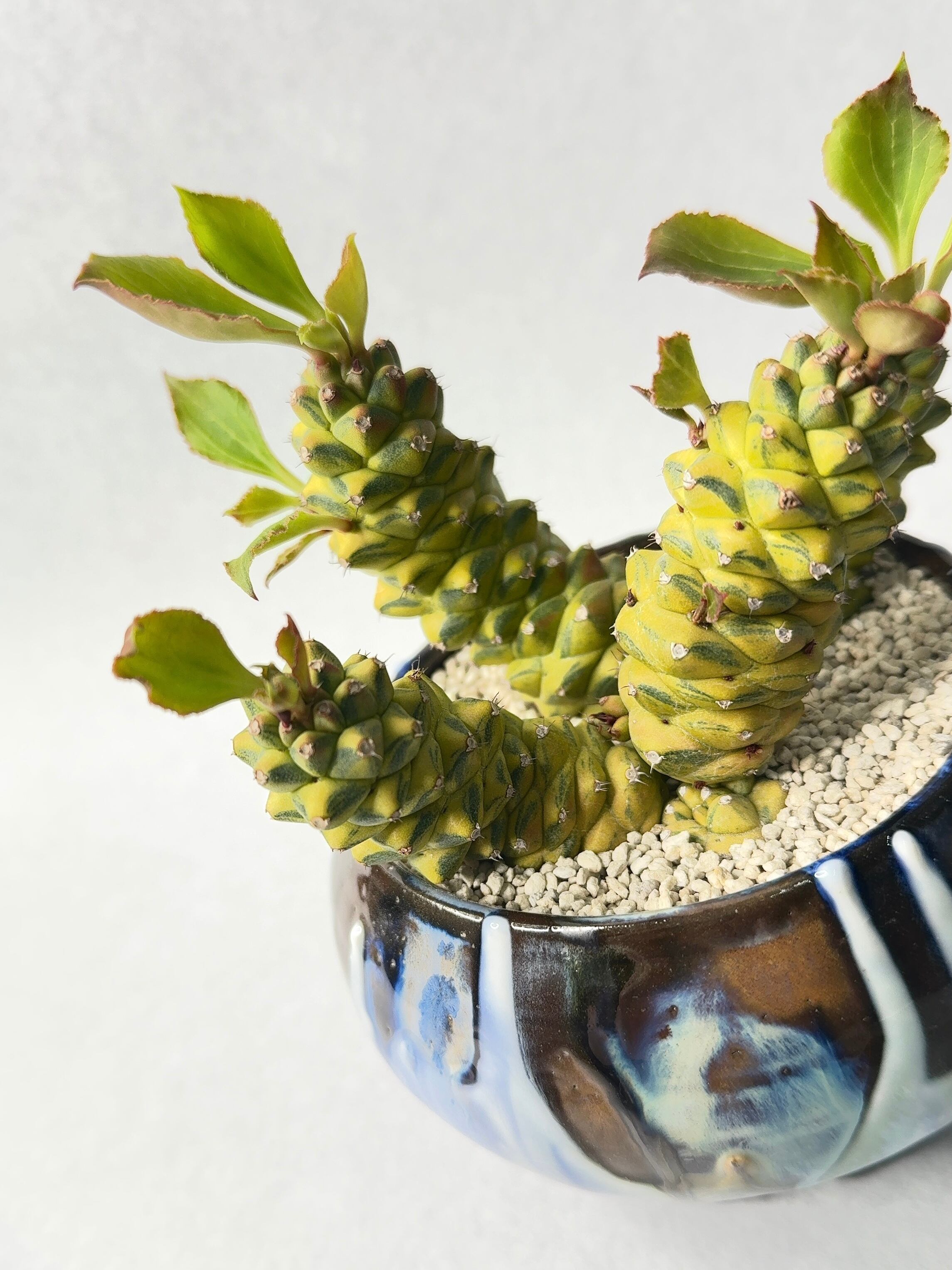 モナデニウム リチェイ 錦 斑入り 仔吹 多頭 ユーフォルビア 多肉 鉢ごと発送 isla del pescado - Monadenium ritchiei f. variegata-モナデニウム