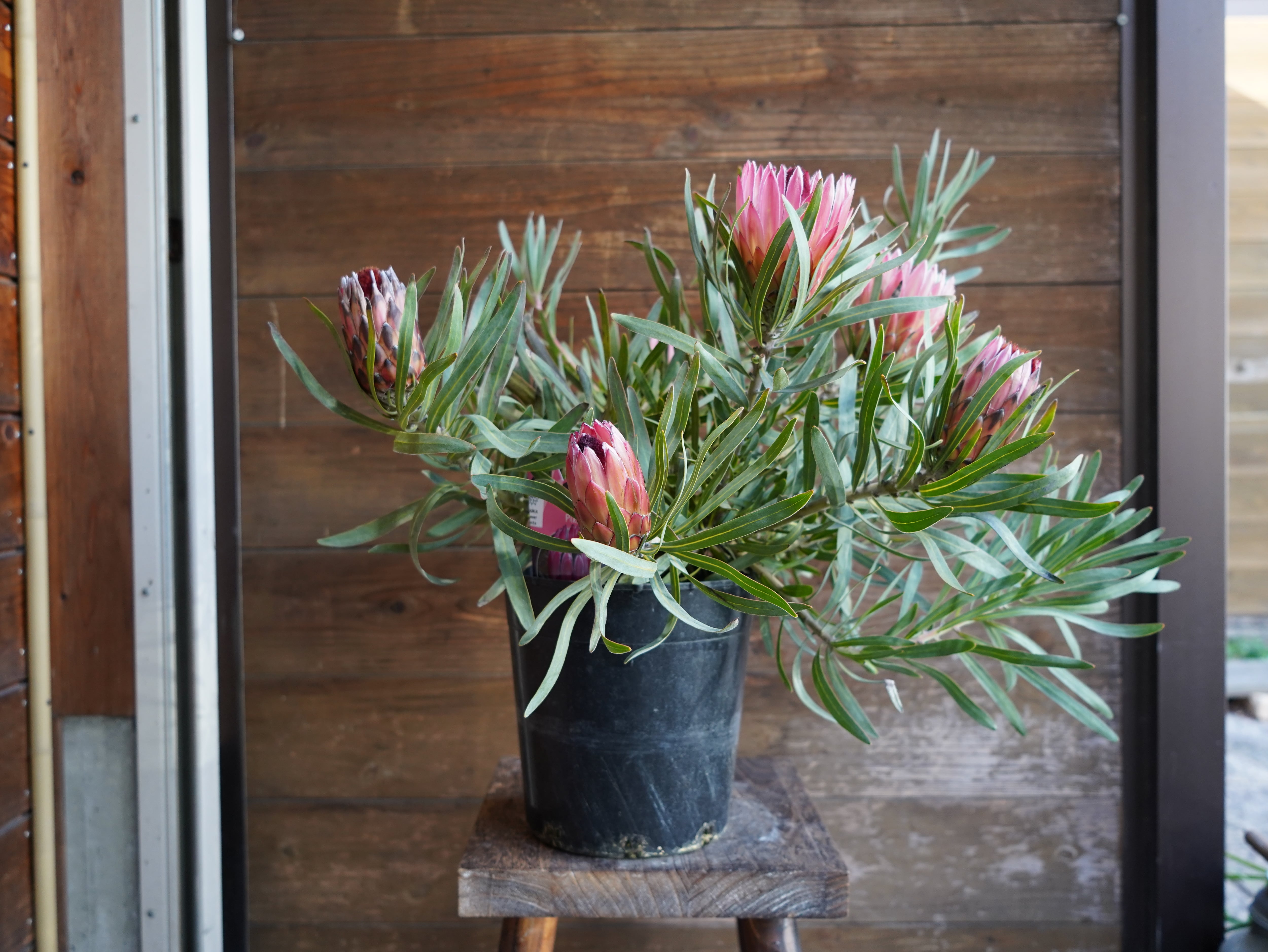 【現物】プロテア　”ピクシー”