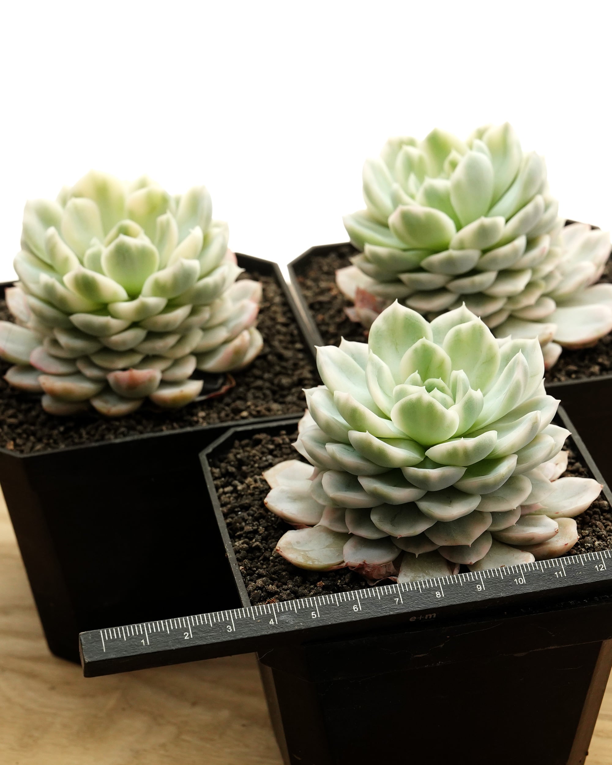 Top【選抜株】多肉植物　24785スノー　ラバー 48個　鉢無し/脱土 抜き苗 スノーボール錦 Echeveria 'Snowball Variegated' | PUKUBOOK