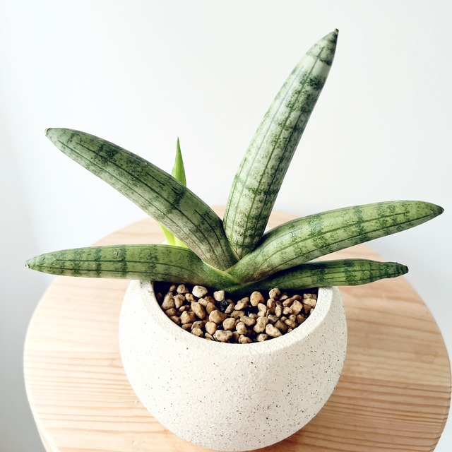 《人気》サンスベリア ボンセレシス 子株 陶器鉢入り 卓上サイズ 観葉植物 calm cafe 送料無料 ラッピング無料