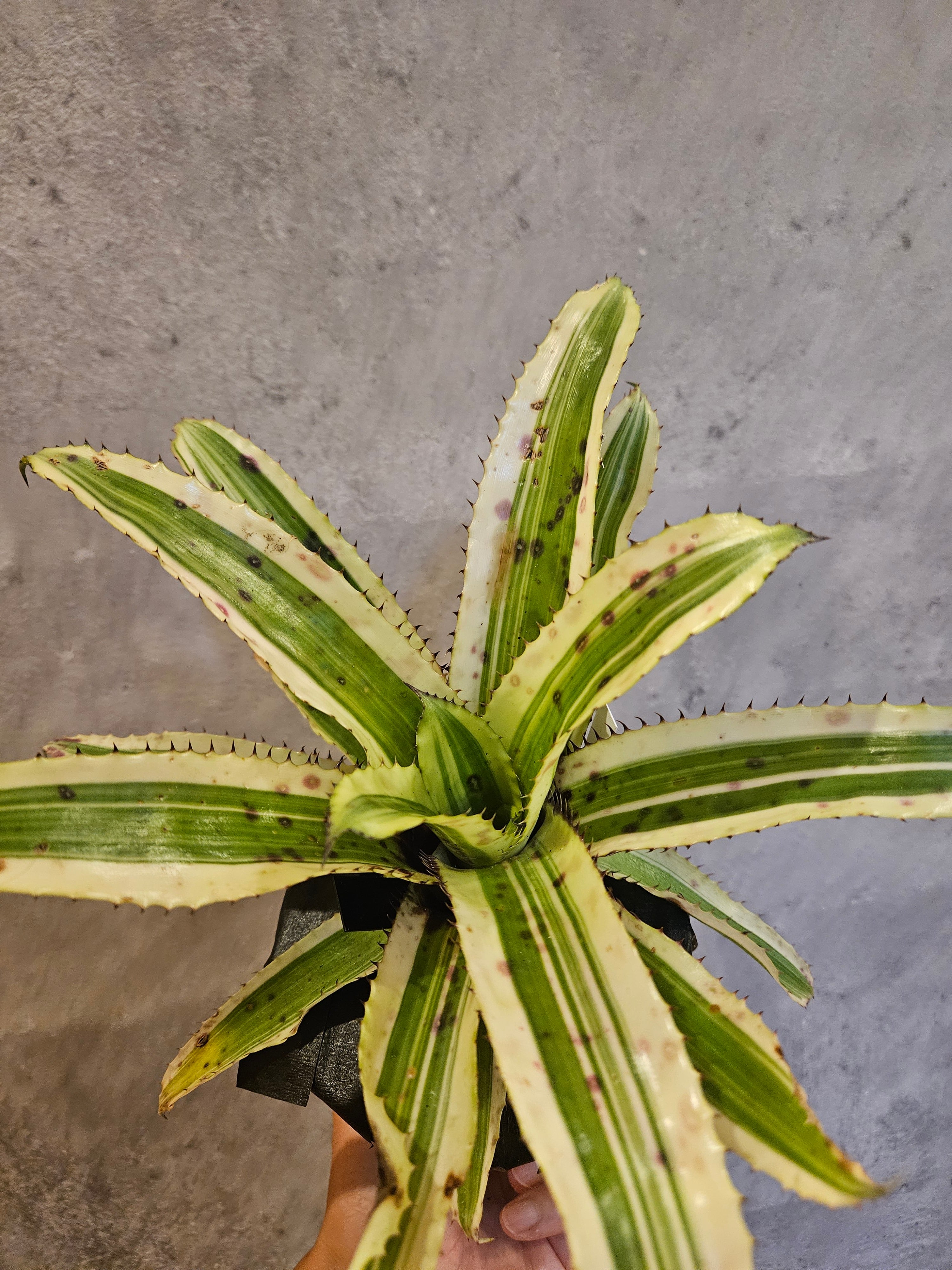Neoregelia Shell Dance【artPLANTs/PLANTS GARAGE】ネオレゲリア