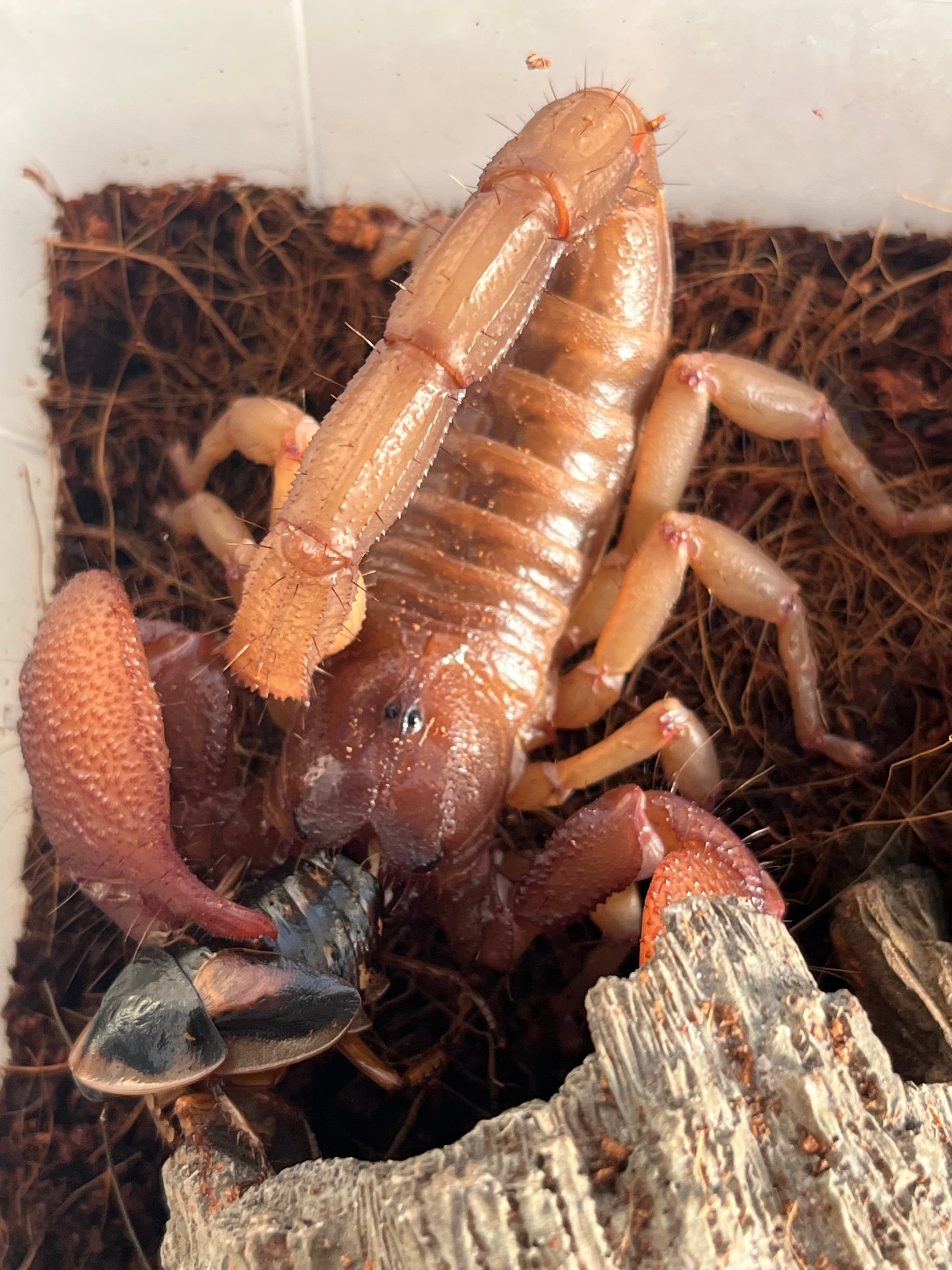 Heterometrus longimanus 成体ペア  アジアンロングクロースコーピオン　チャグロサソリ ロングクロースコーピオン Heterometrus longimanus | オモニキチュウ
