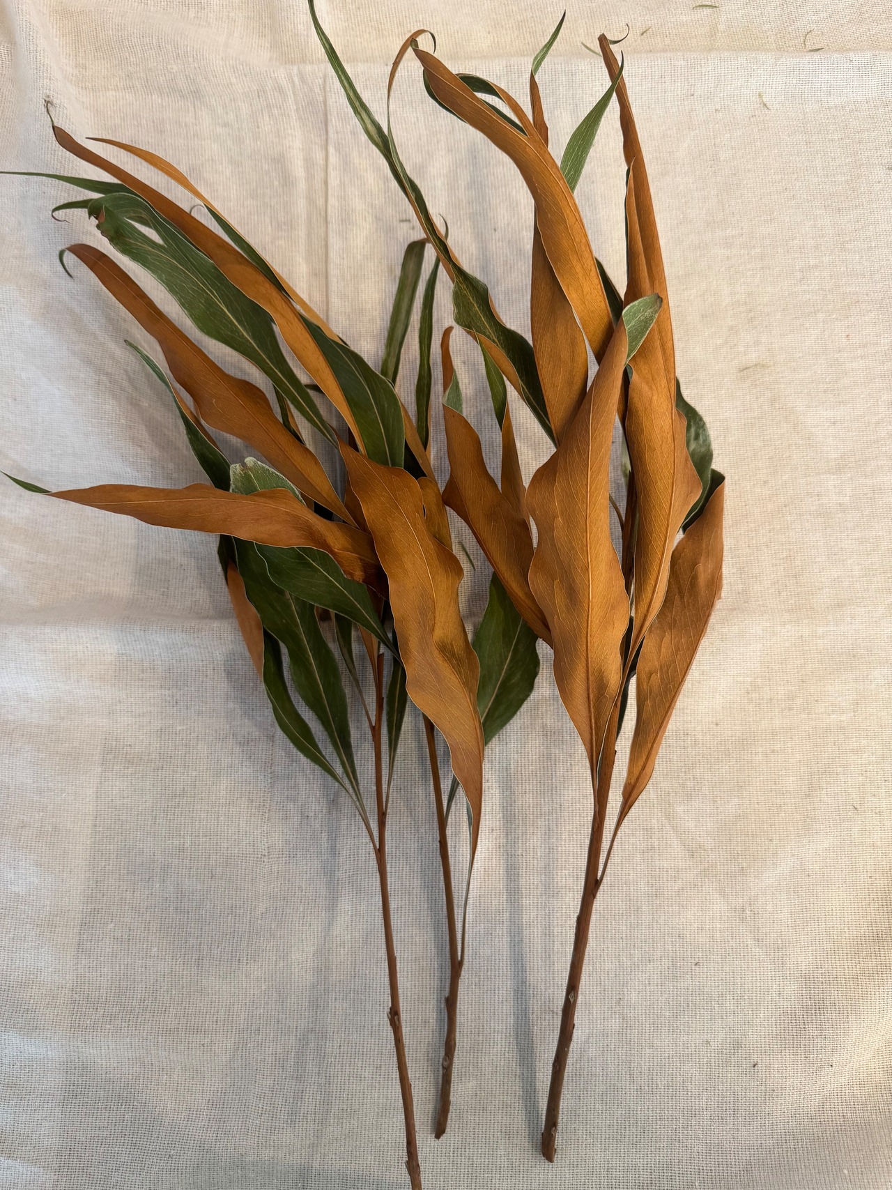 グレビレアゴールド　ドライ